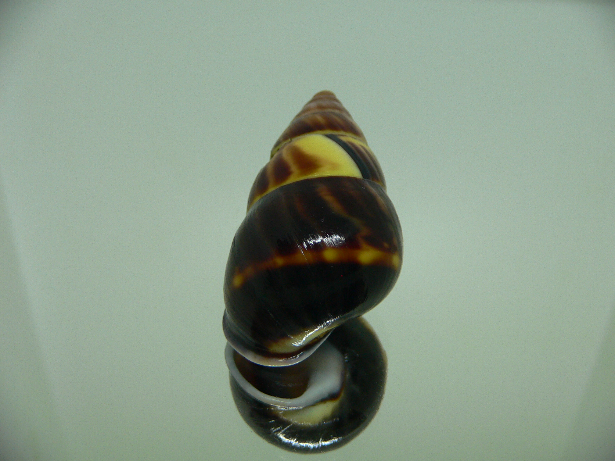 Amphidromus perversus melanoma BABY