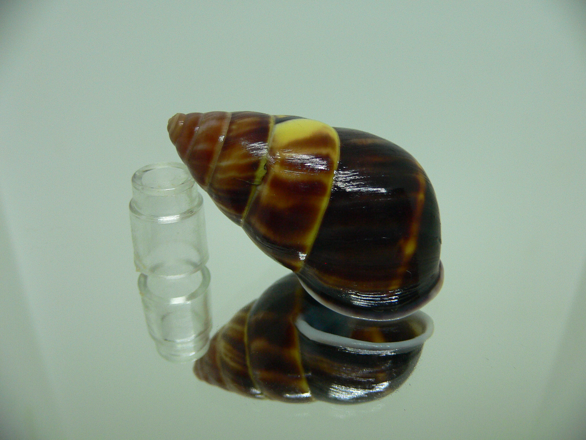 Amphidromus perversus melanoma BABY