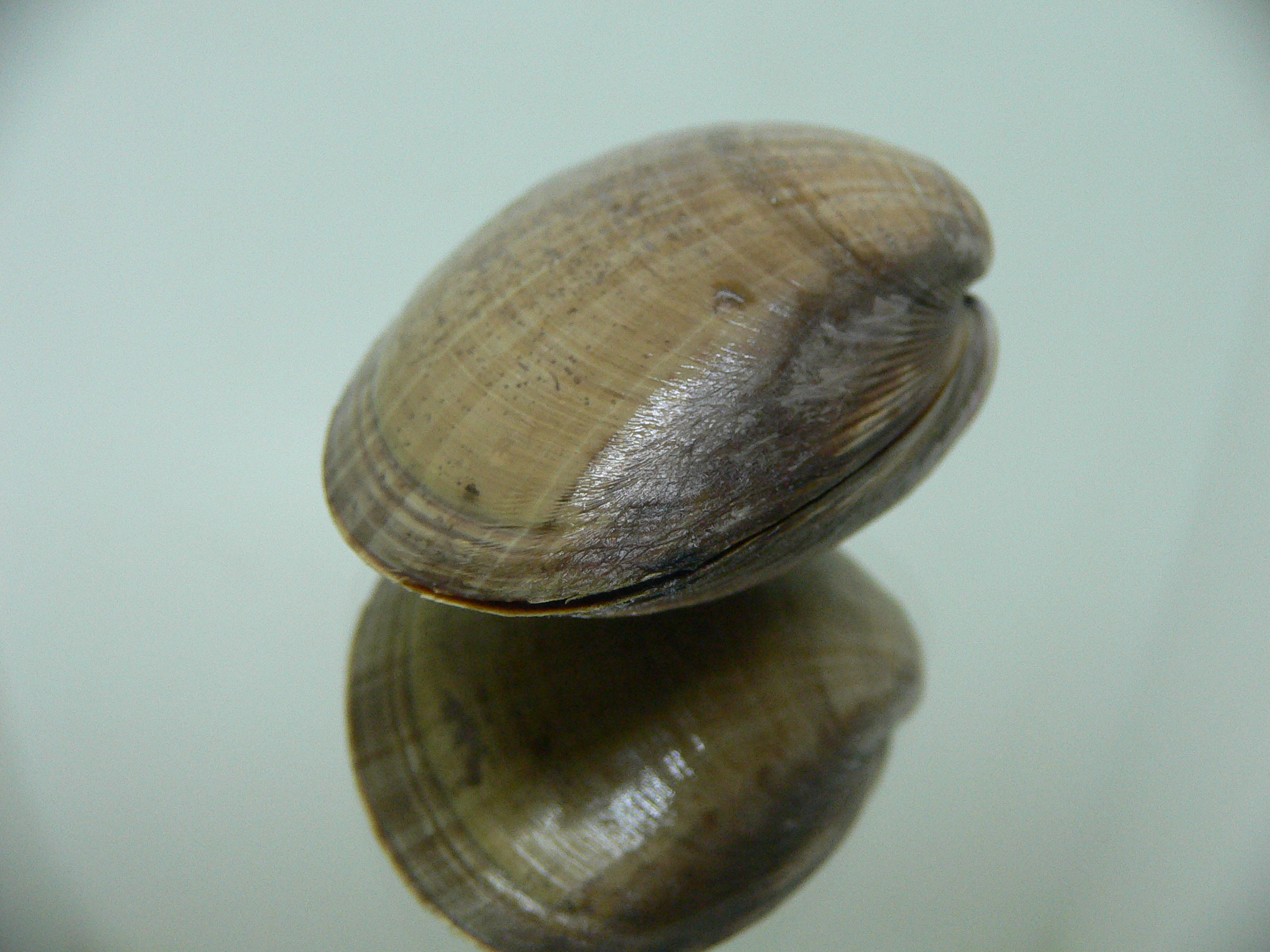 Mactra chinensis 1