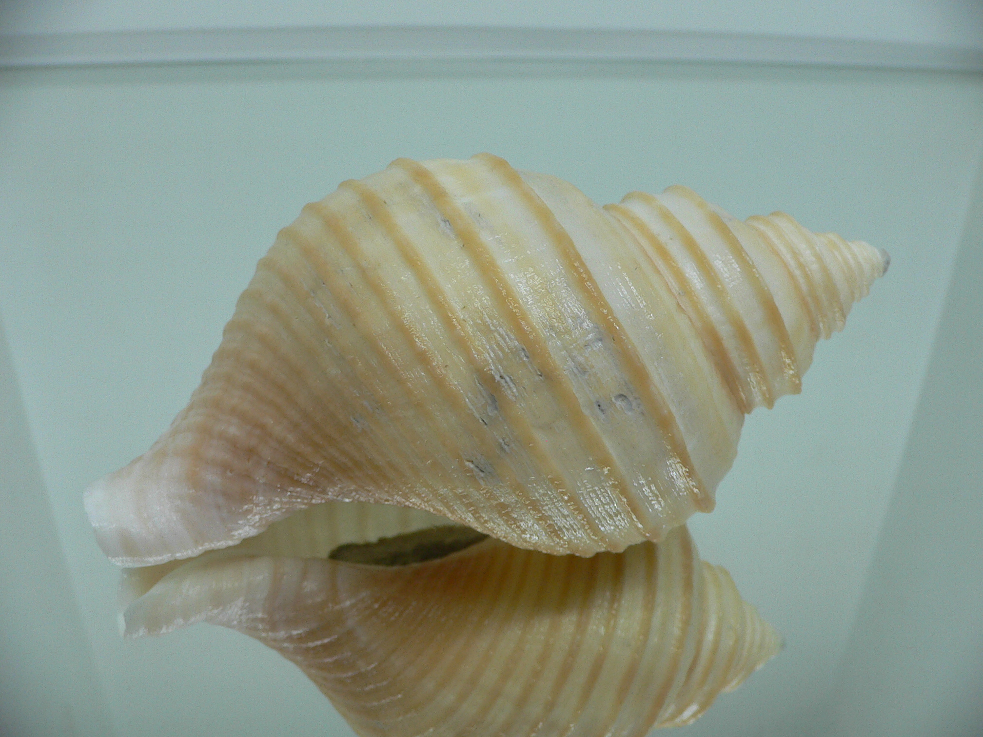 Neptunea lamellosa