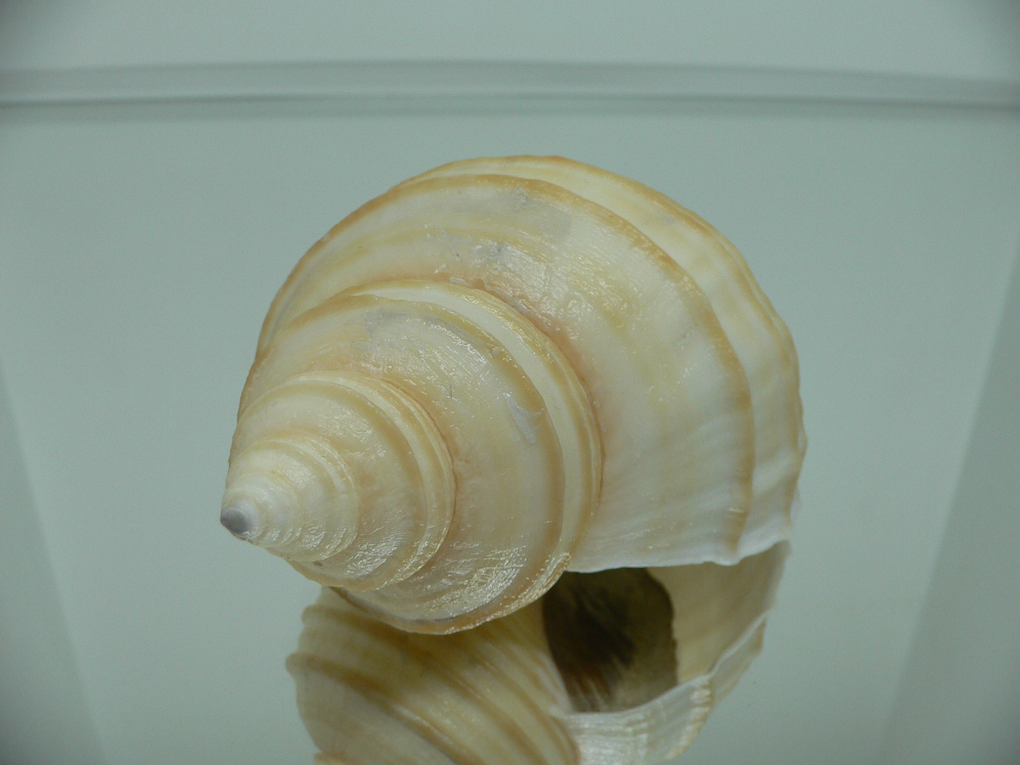 Neptunea lamellosa