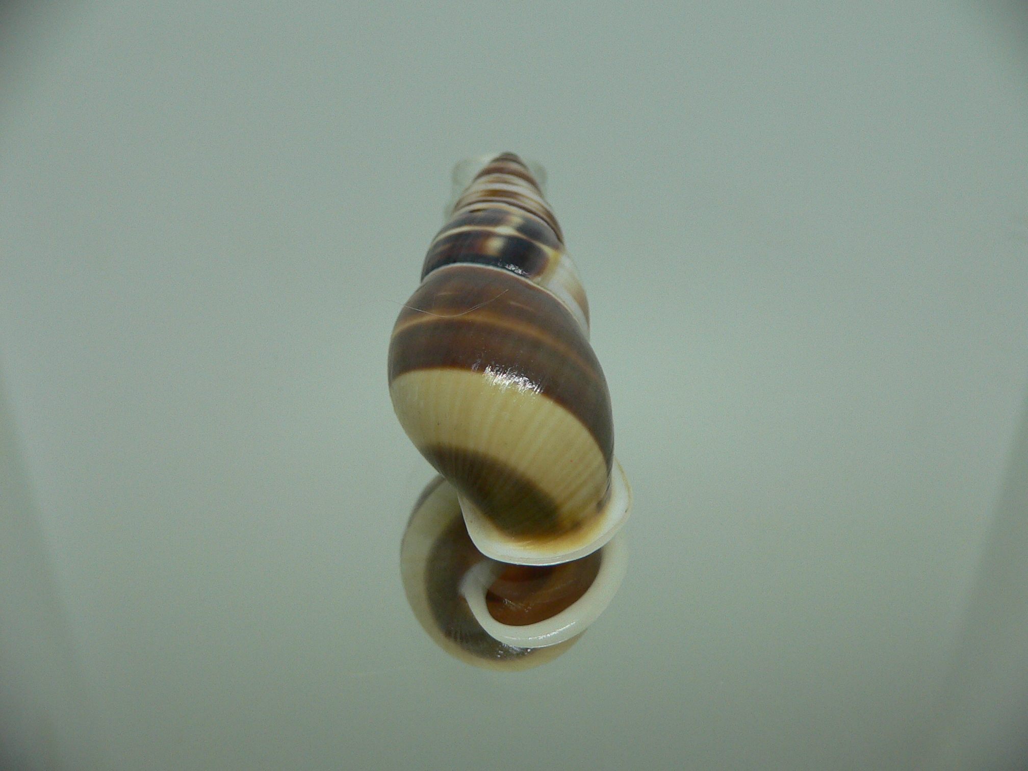 Amphidromus chrisabbasi MOTLEY