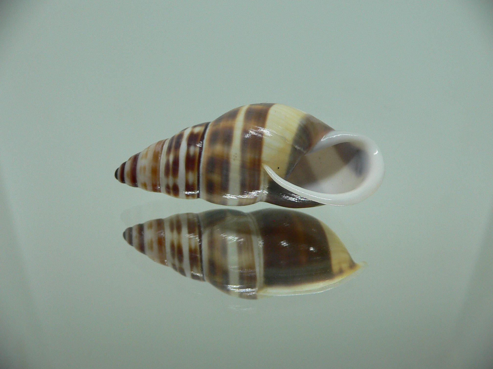 Amphidromus chrisabbasi MOTLEY