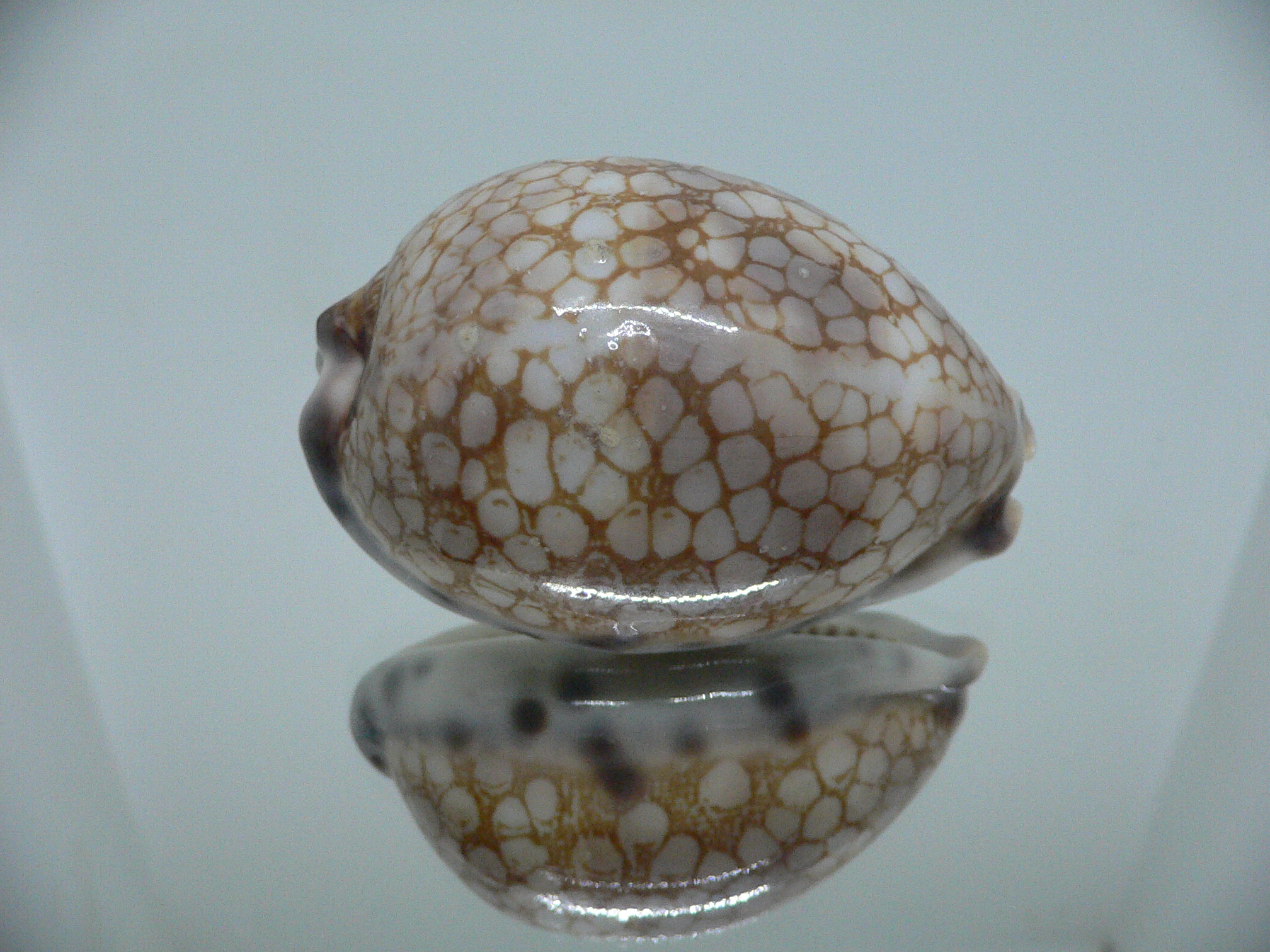 Cypraea histrio BIG & SPOTS