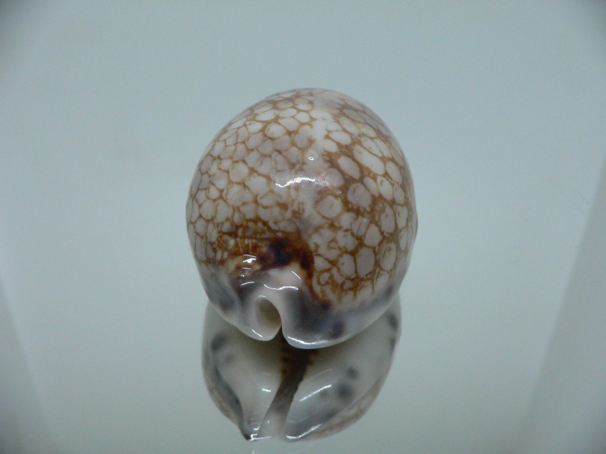 Cypraea histrio BIG & SPOTS