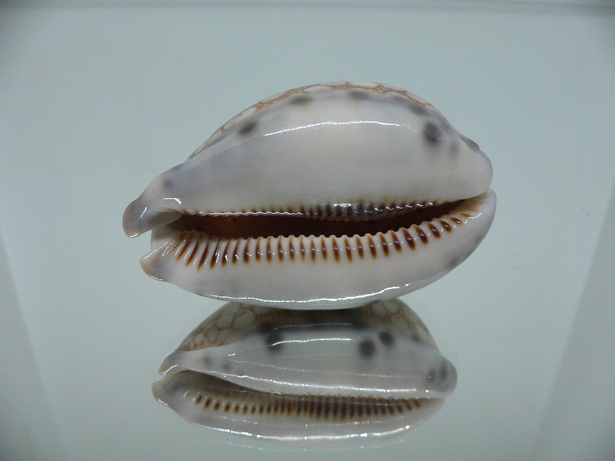 Cypraea histrio BIG & SPOTS