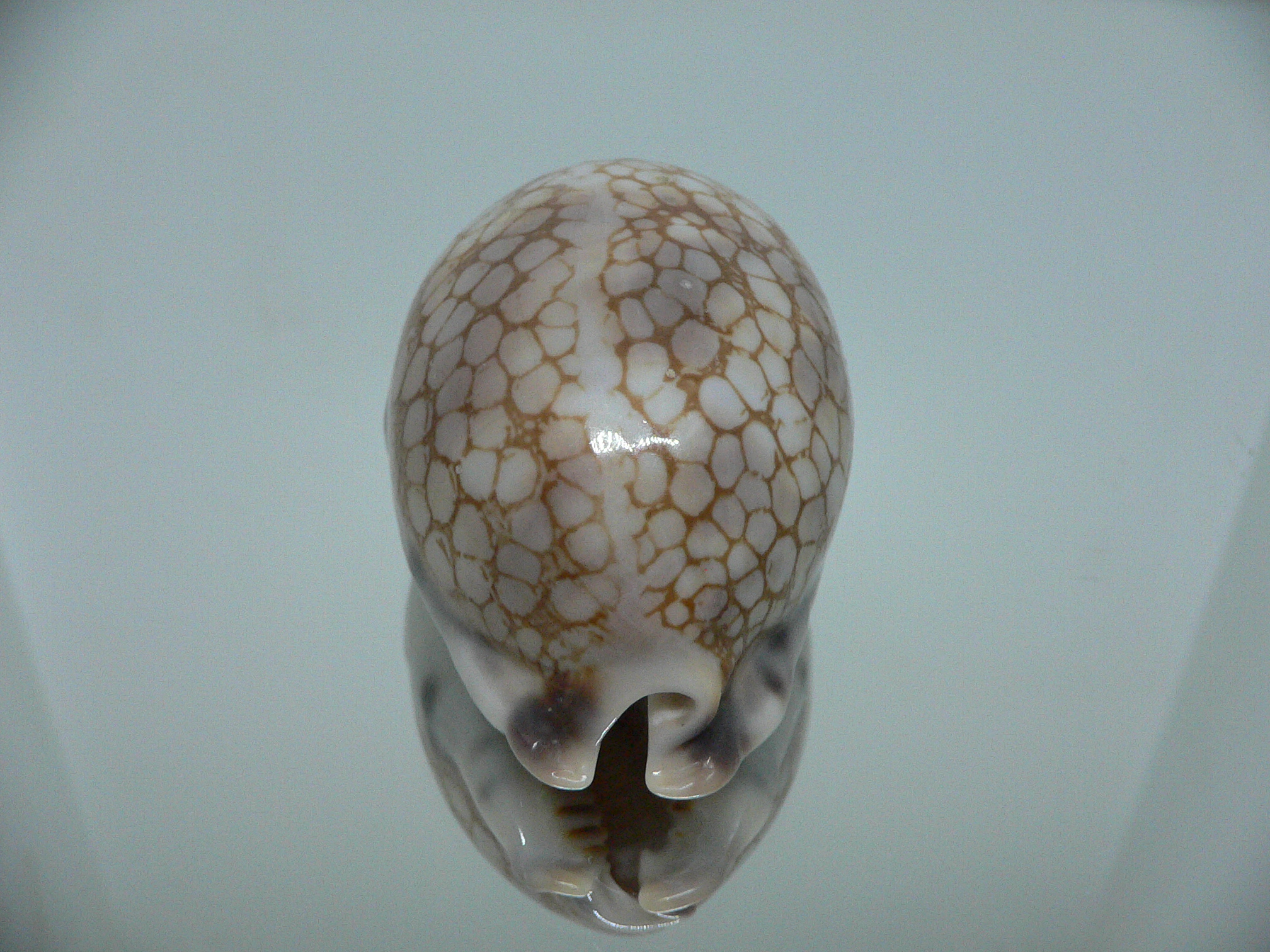 Cypraea histrio BIG & SPOTS