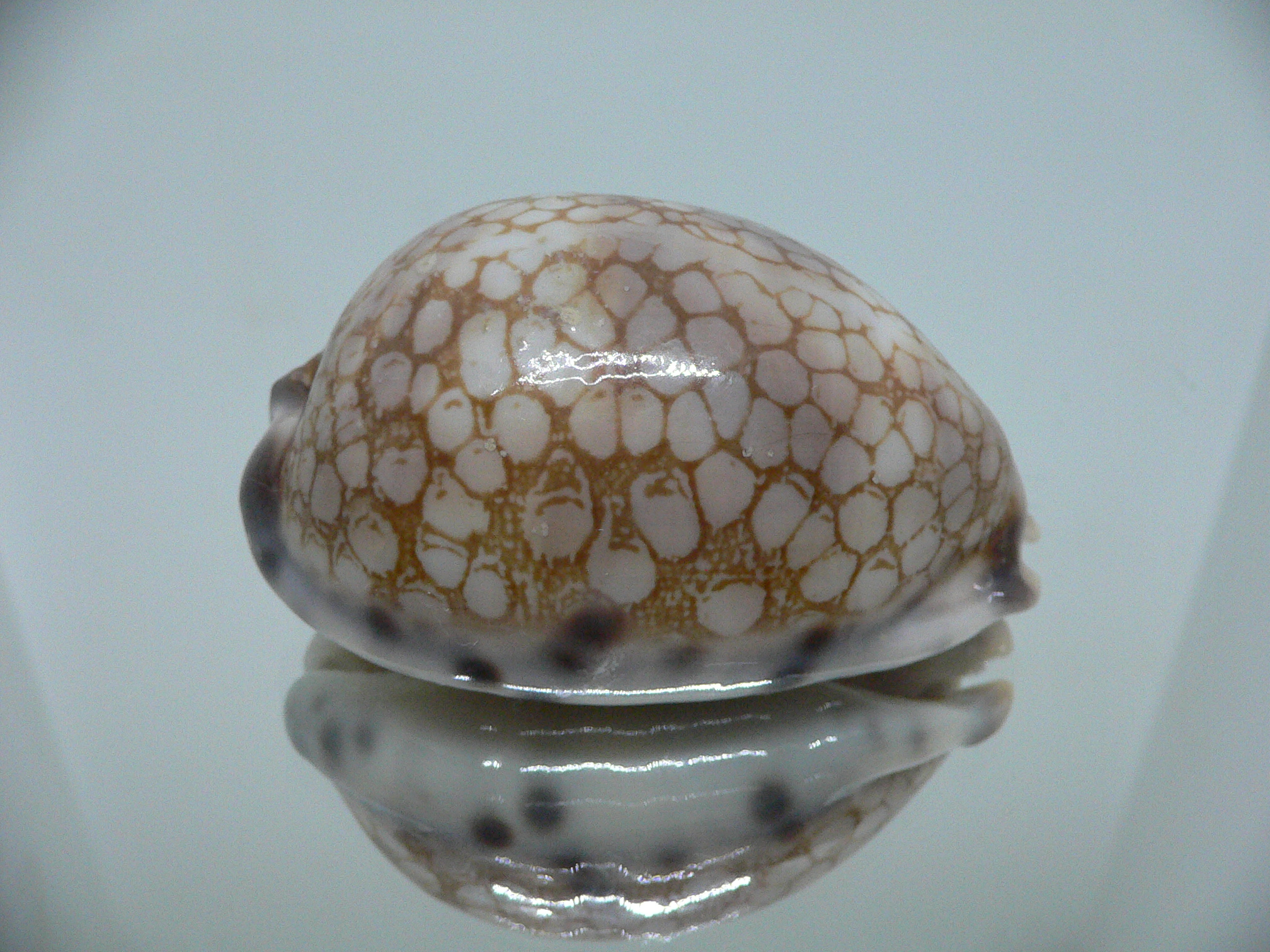 Cypraea histrio BIG & SPOTS