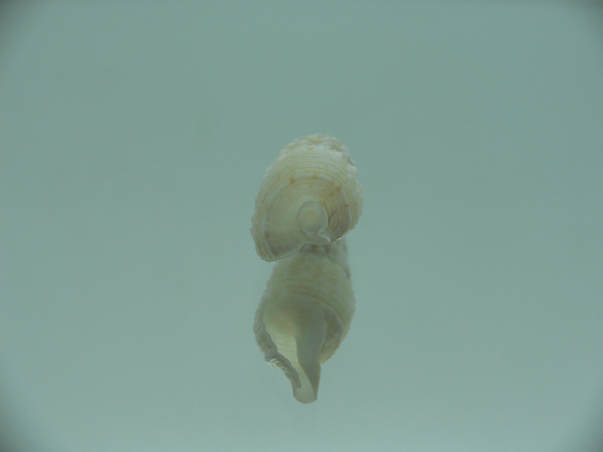 Rhinoclavis kochi recurva (var.) IDEAL & COLOR