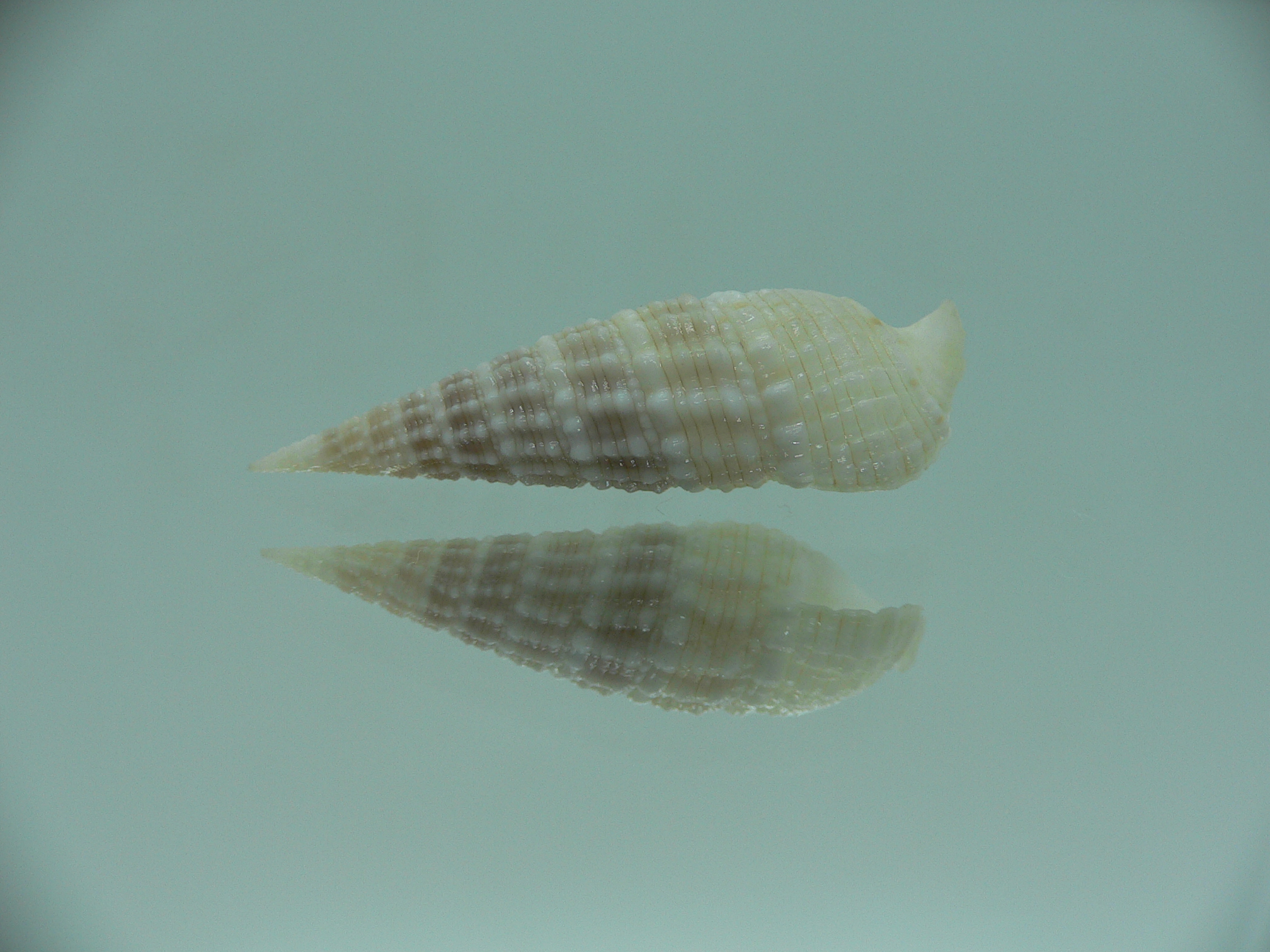 Rhinoclavis kochi recurva (var.) IDEAL & COLOR