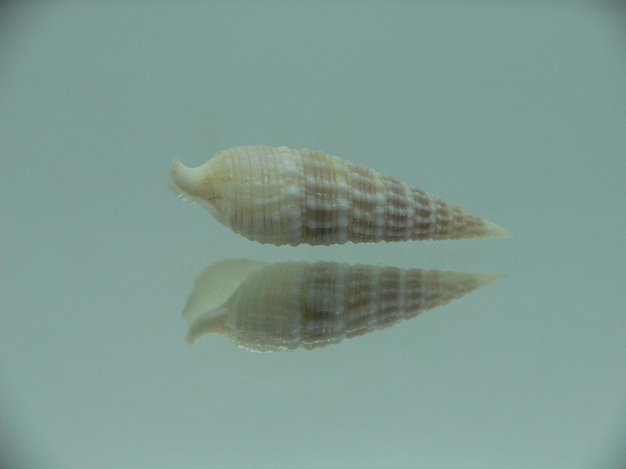 Rhinoclavis kochi recurva (var.) IDEAL & COLOR