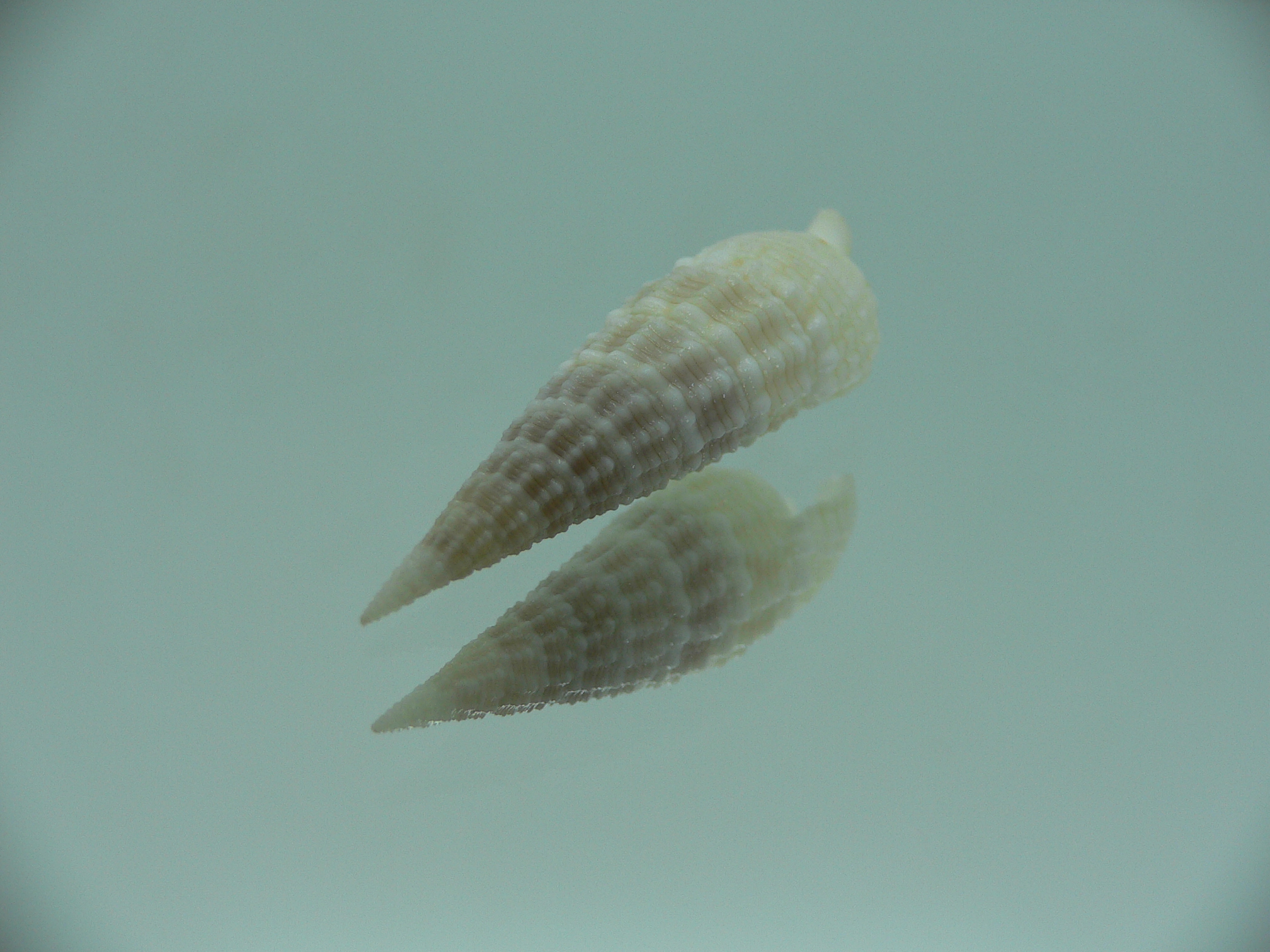 Rhinoclavis kochi recurva (var.) IDEAL & COLOR