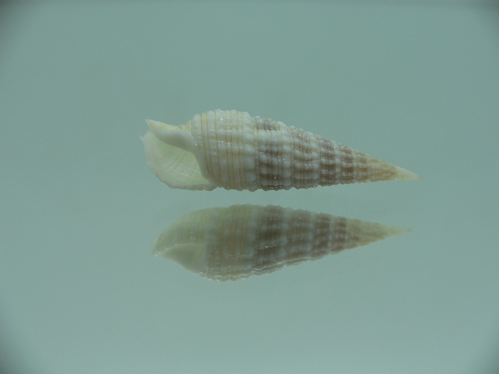 Rhinoclavis kochi recurva (var.) IDEAL & COLOR