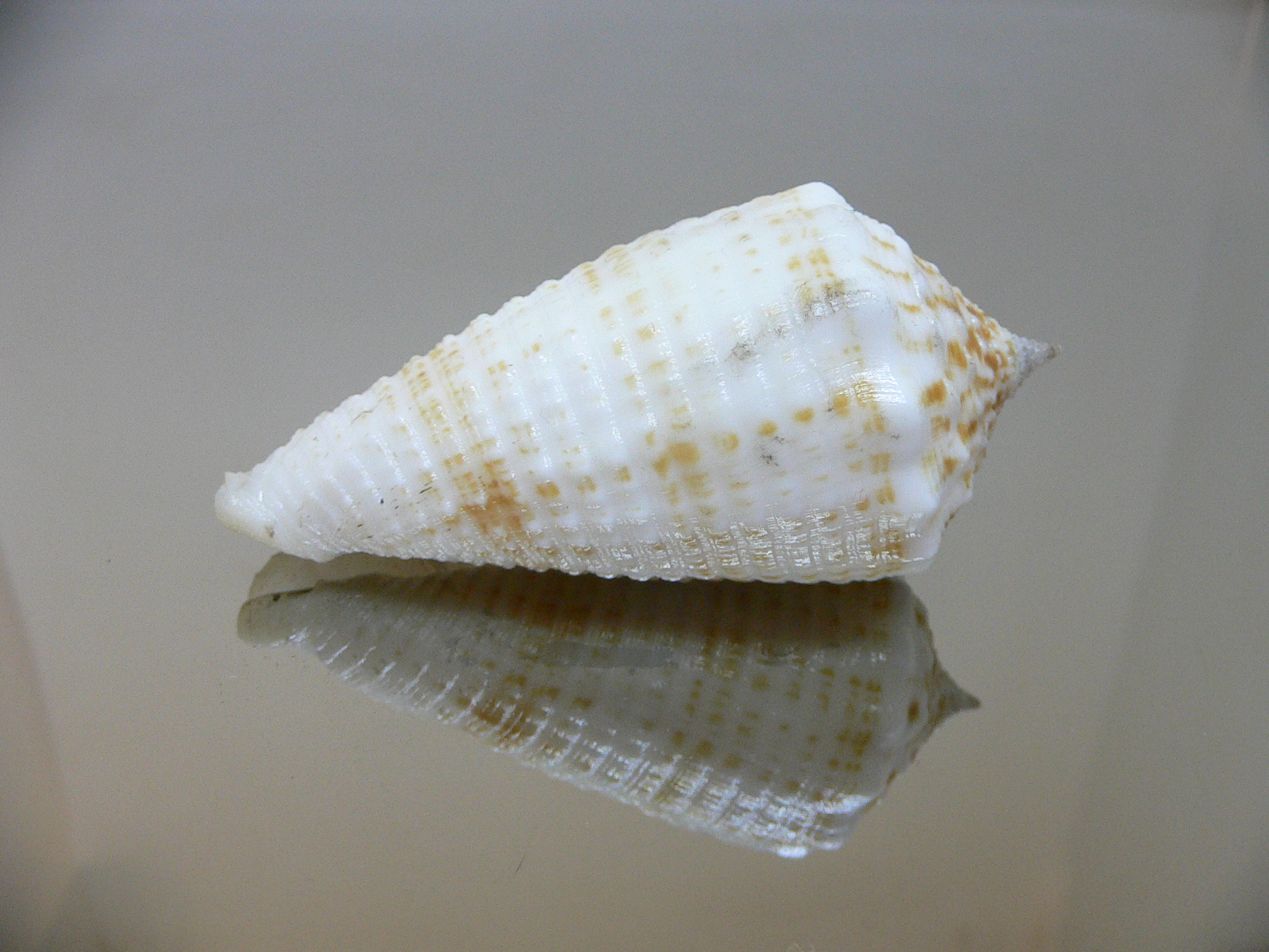 Conus sulcatus samiae (var.) VERY BIG & SUPER CROWN