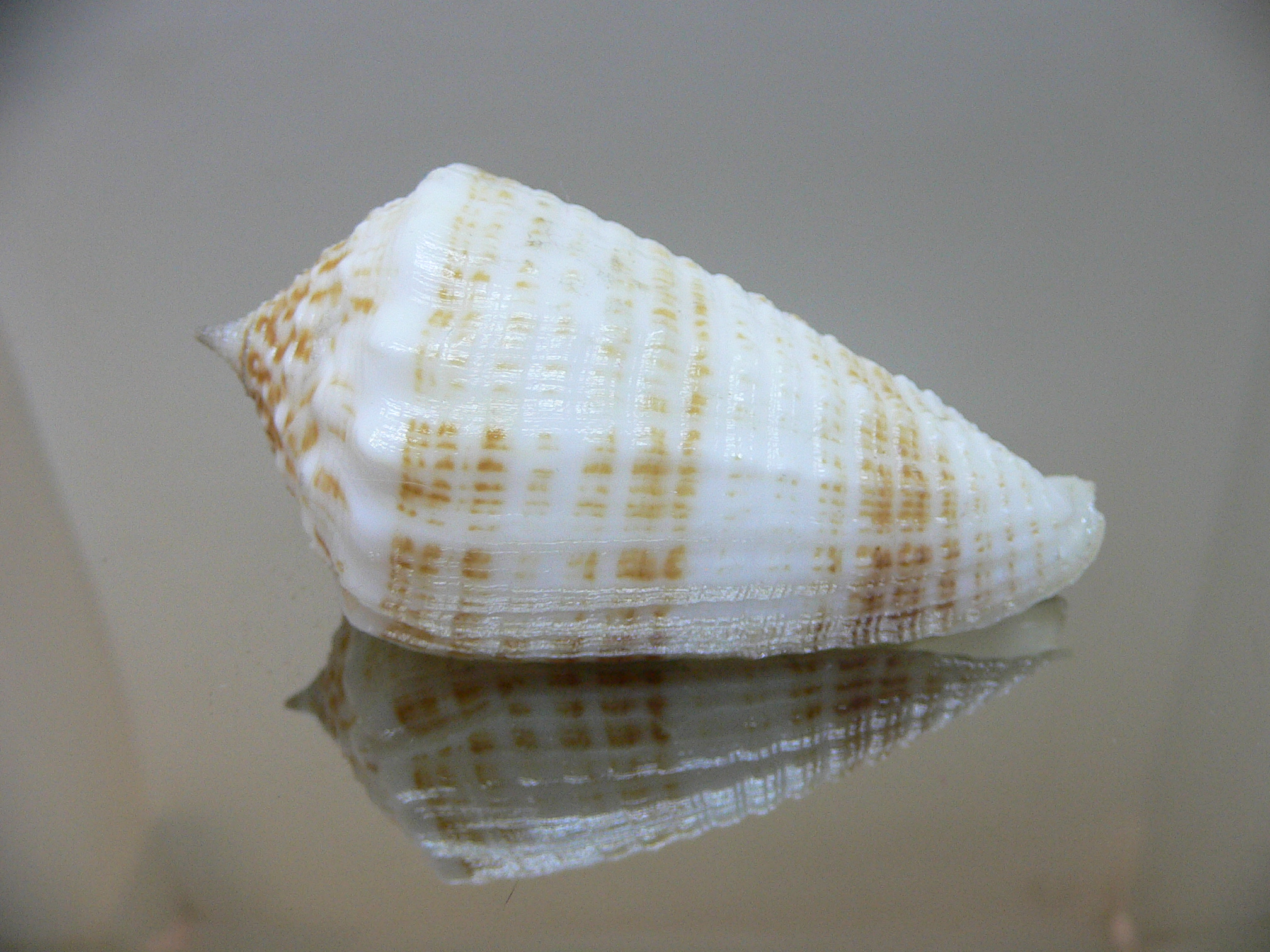 Conus sulcatus samiae (var.) VERY BIG & SUPER CROWN