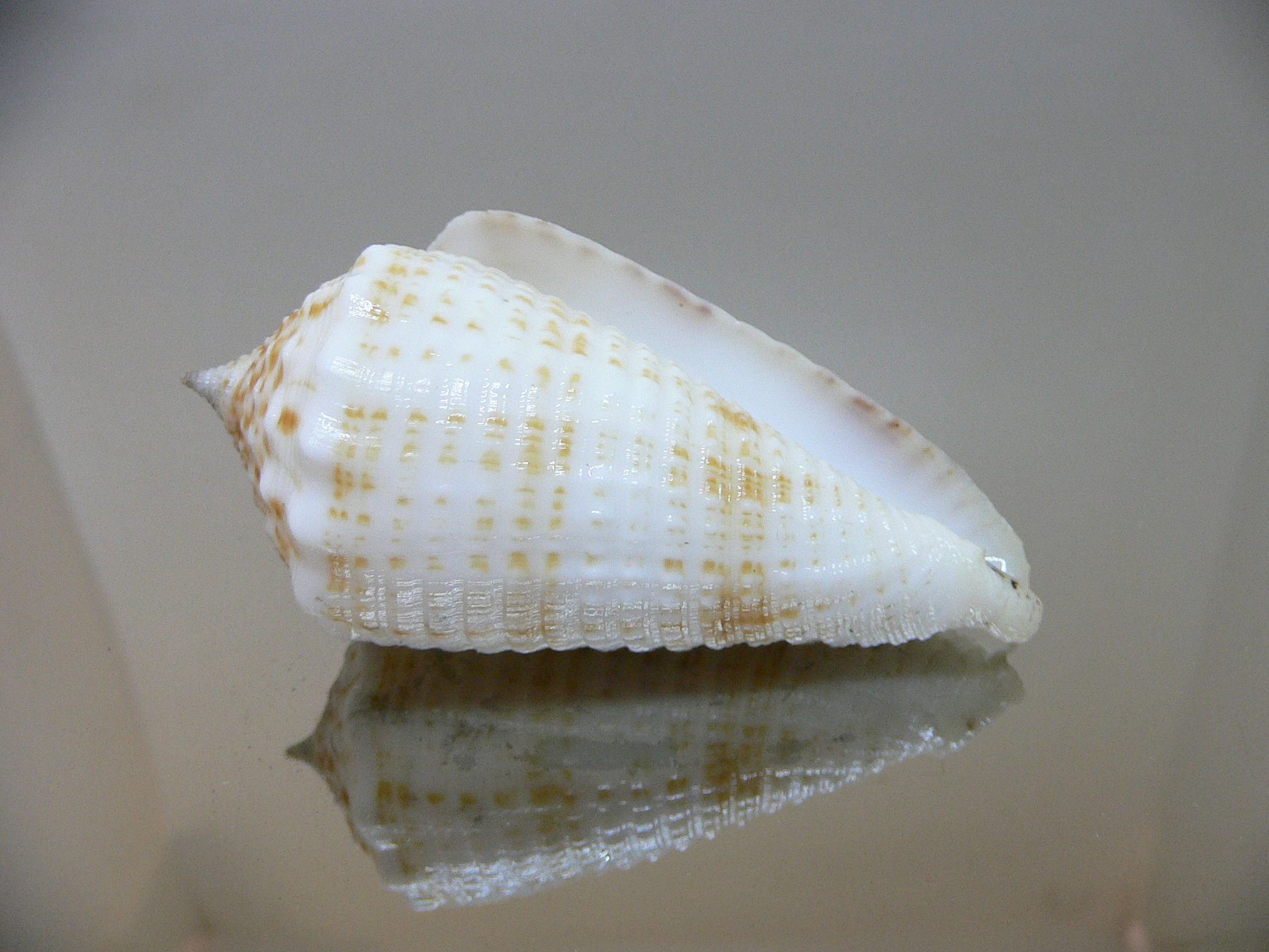 Conus sulcatus samiae (var.) VERY BIG & SUPER CROWN