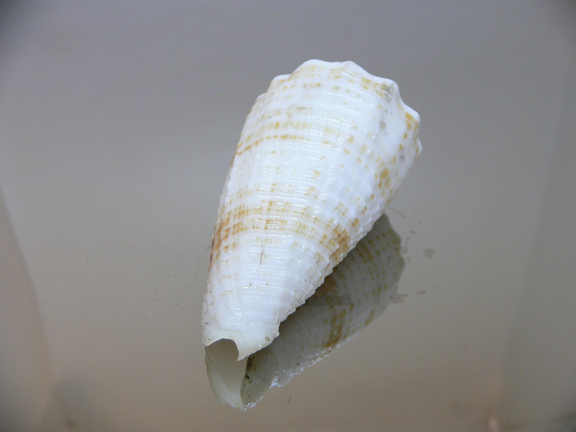 Conus sulcatus samiae (var.) VERY BIG & SUPER CROWN