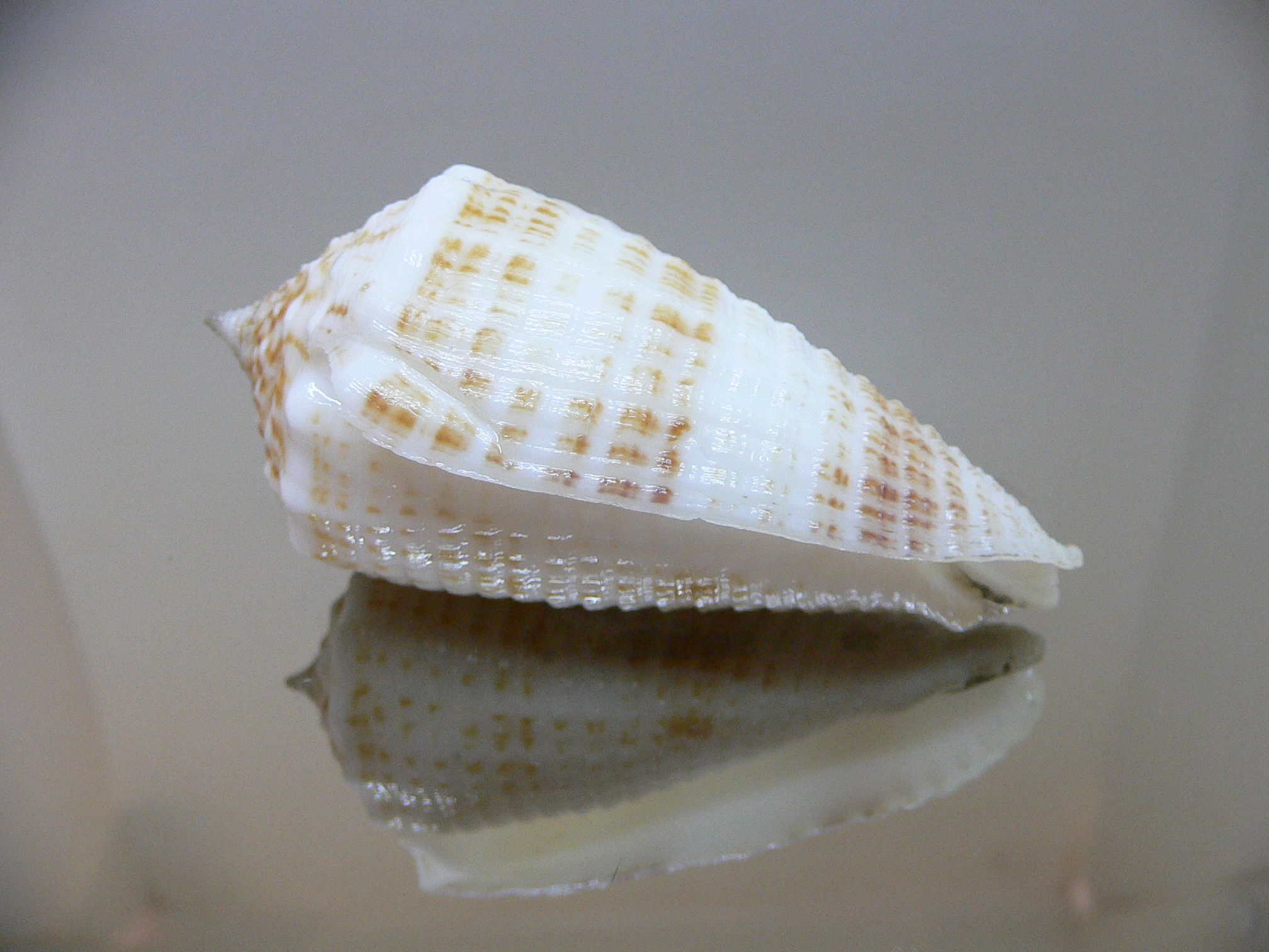 Conus sulcatus samiae (var.) VERY BIG & SUPER CROWN