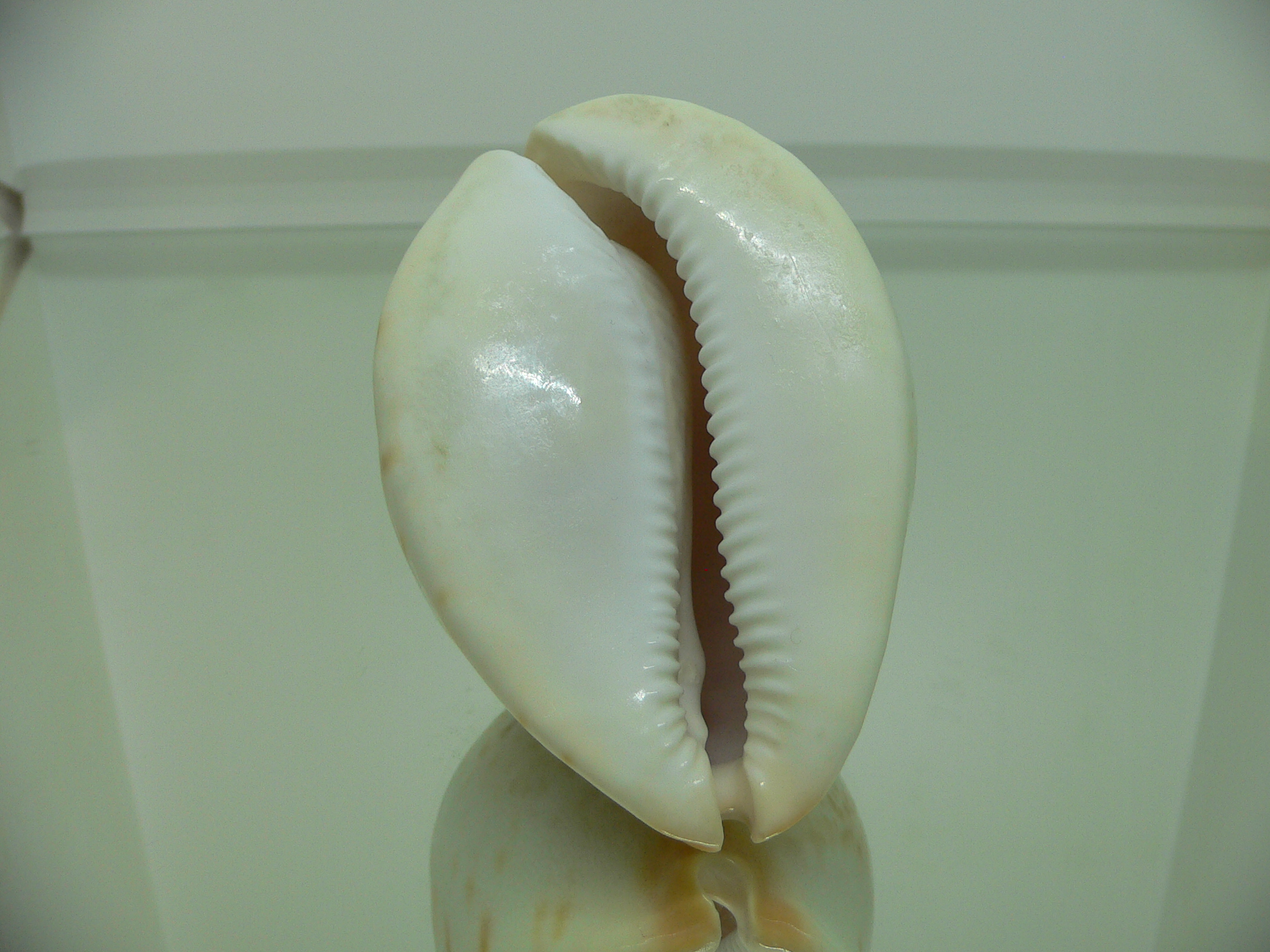 Zoila jeaniana aurata BIG but dead