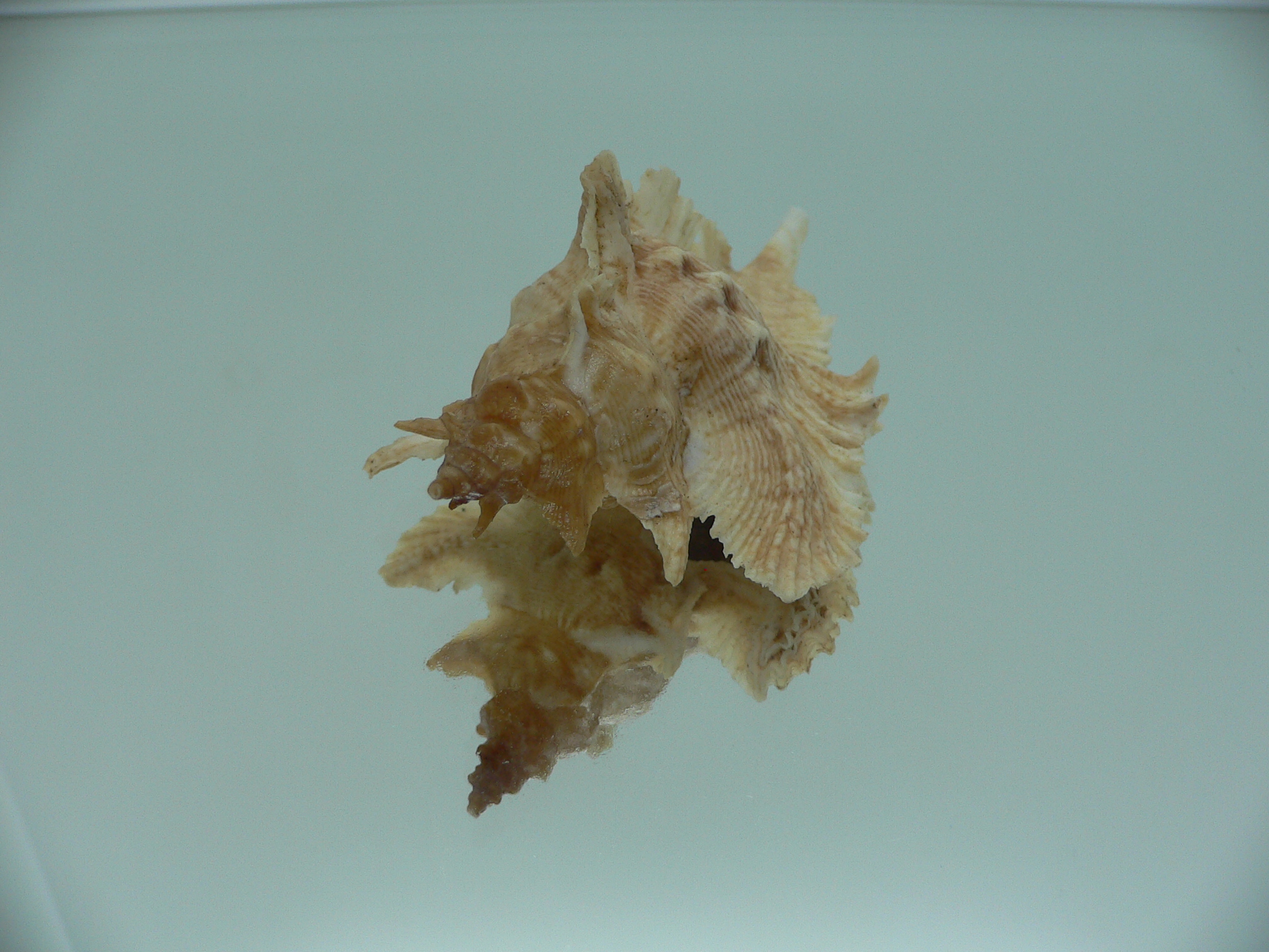 Pterochelus acanthopterus