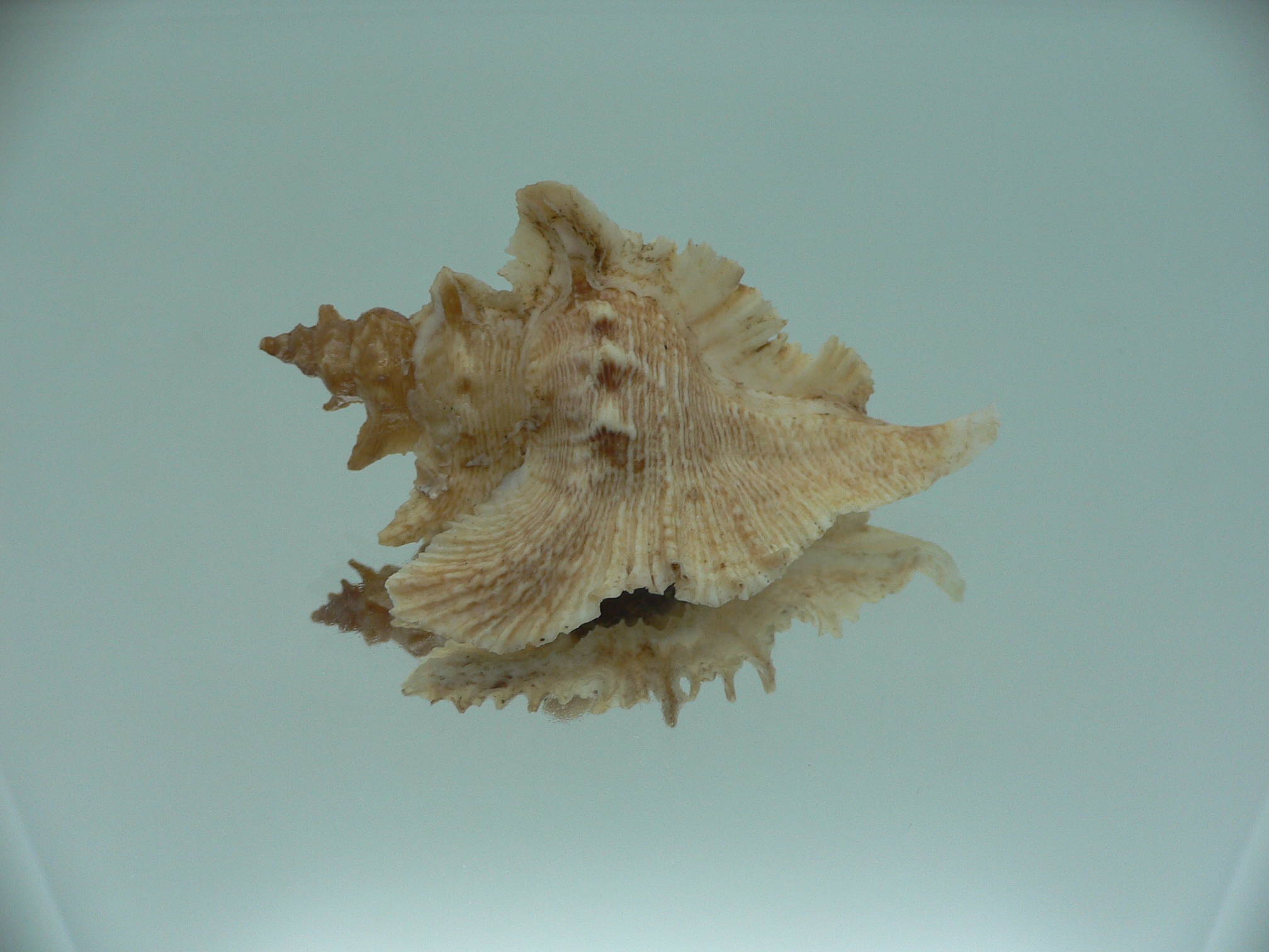 Pterochelus acanthopterus