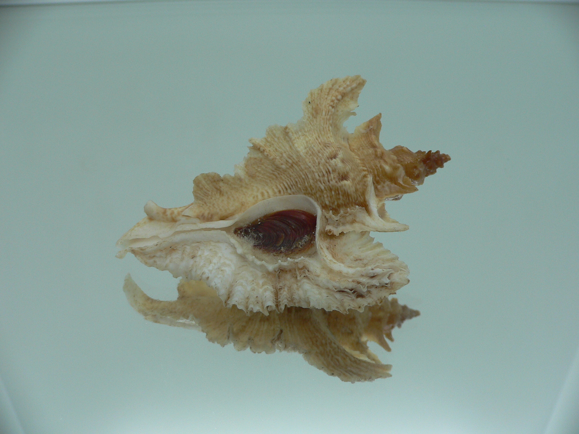 Pterochelus acanthopterus