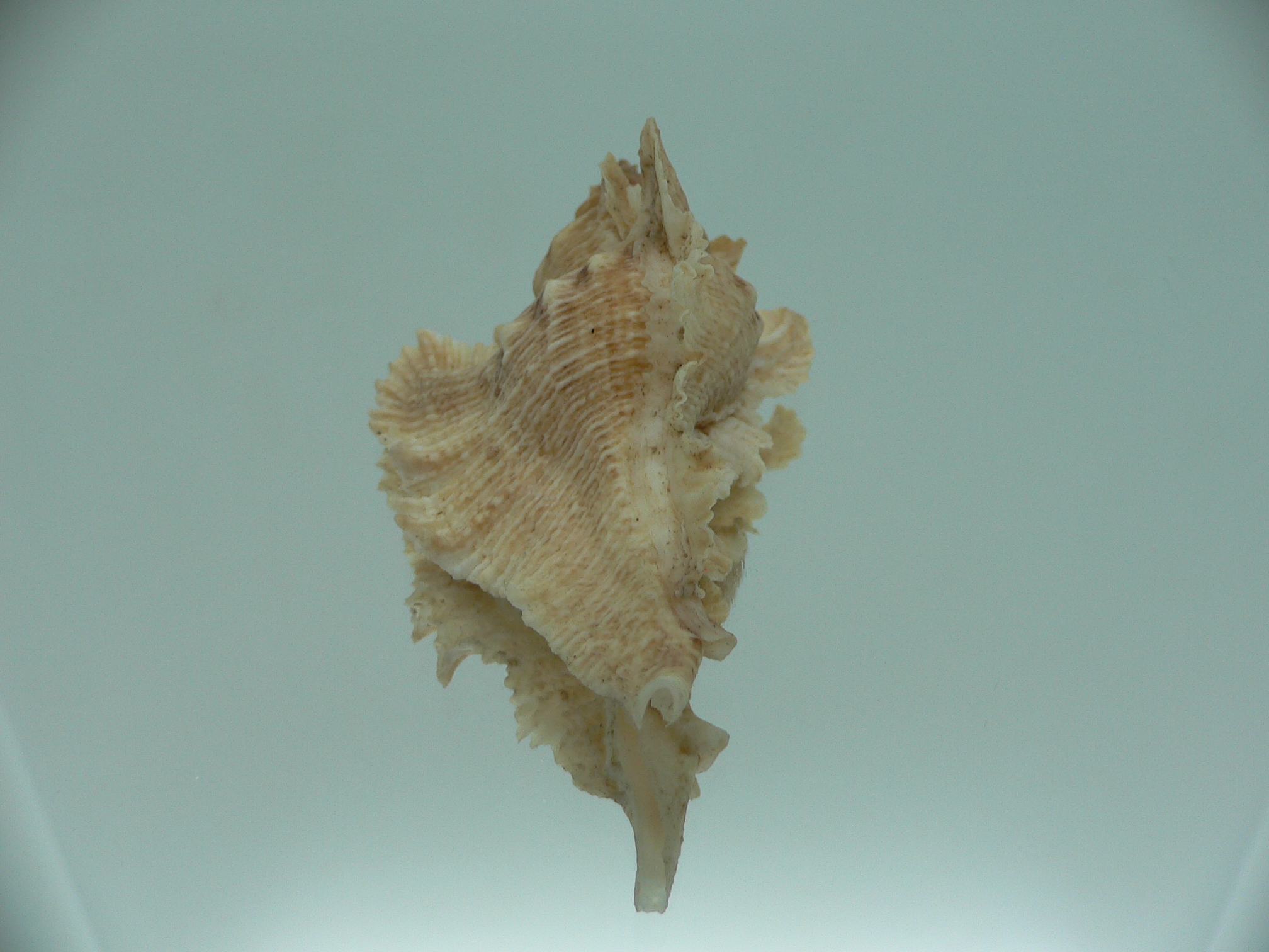 Pterochelus acanthopterus