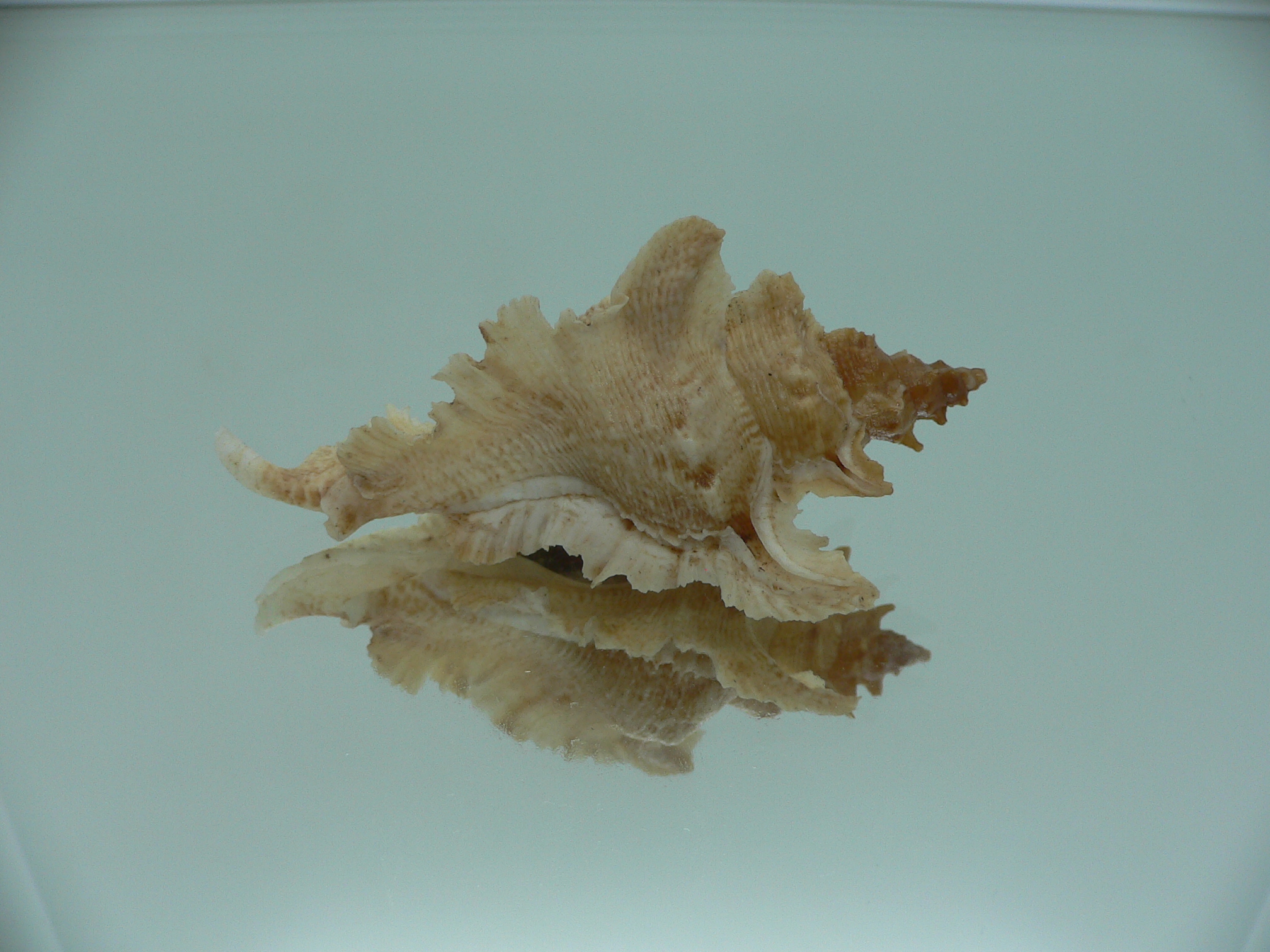 Pterochelus acanthopterus