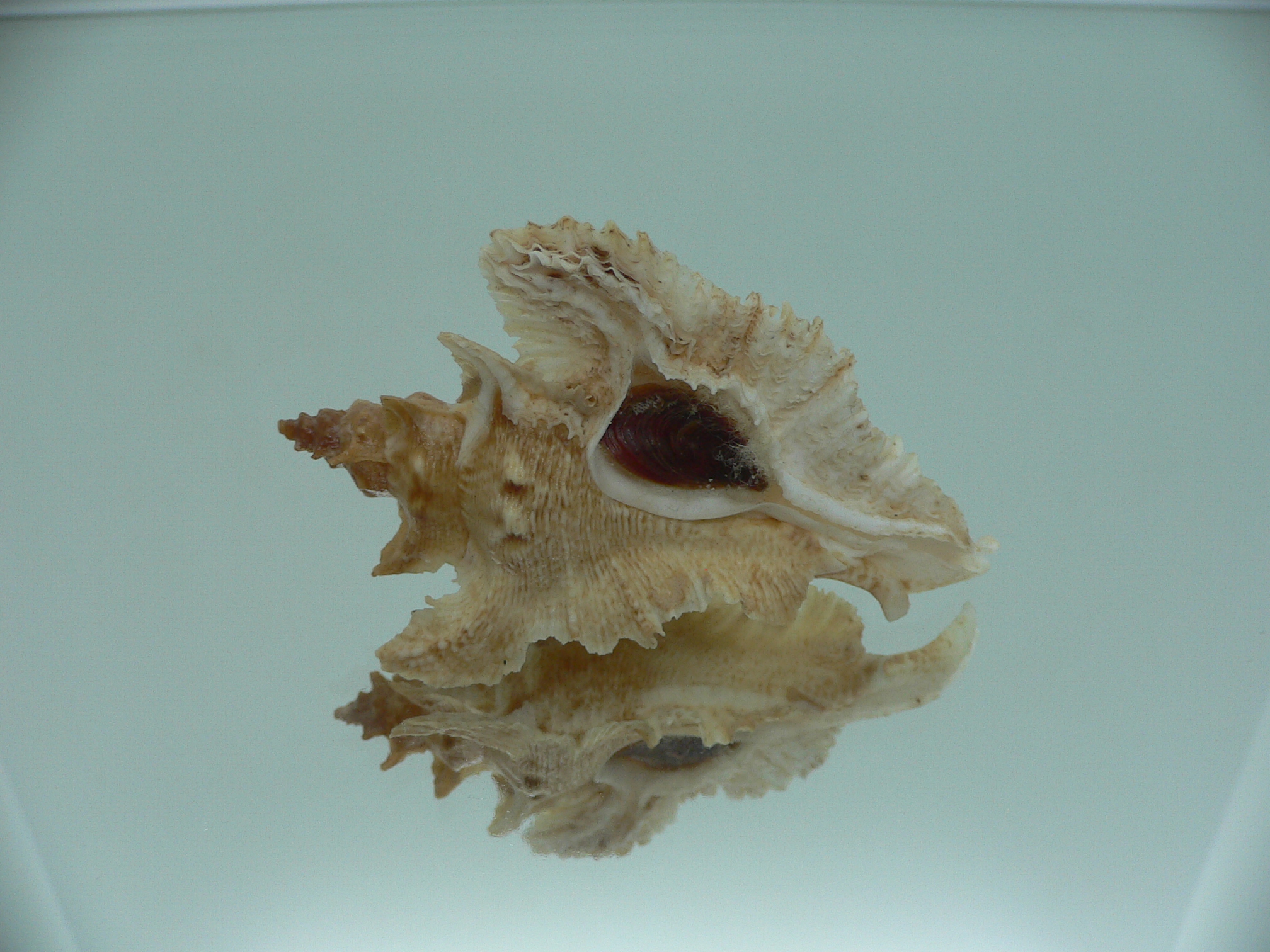 Pterochelus acanthopterus