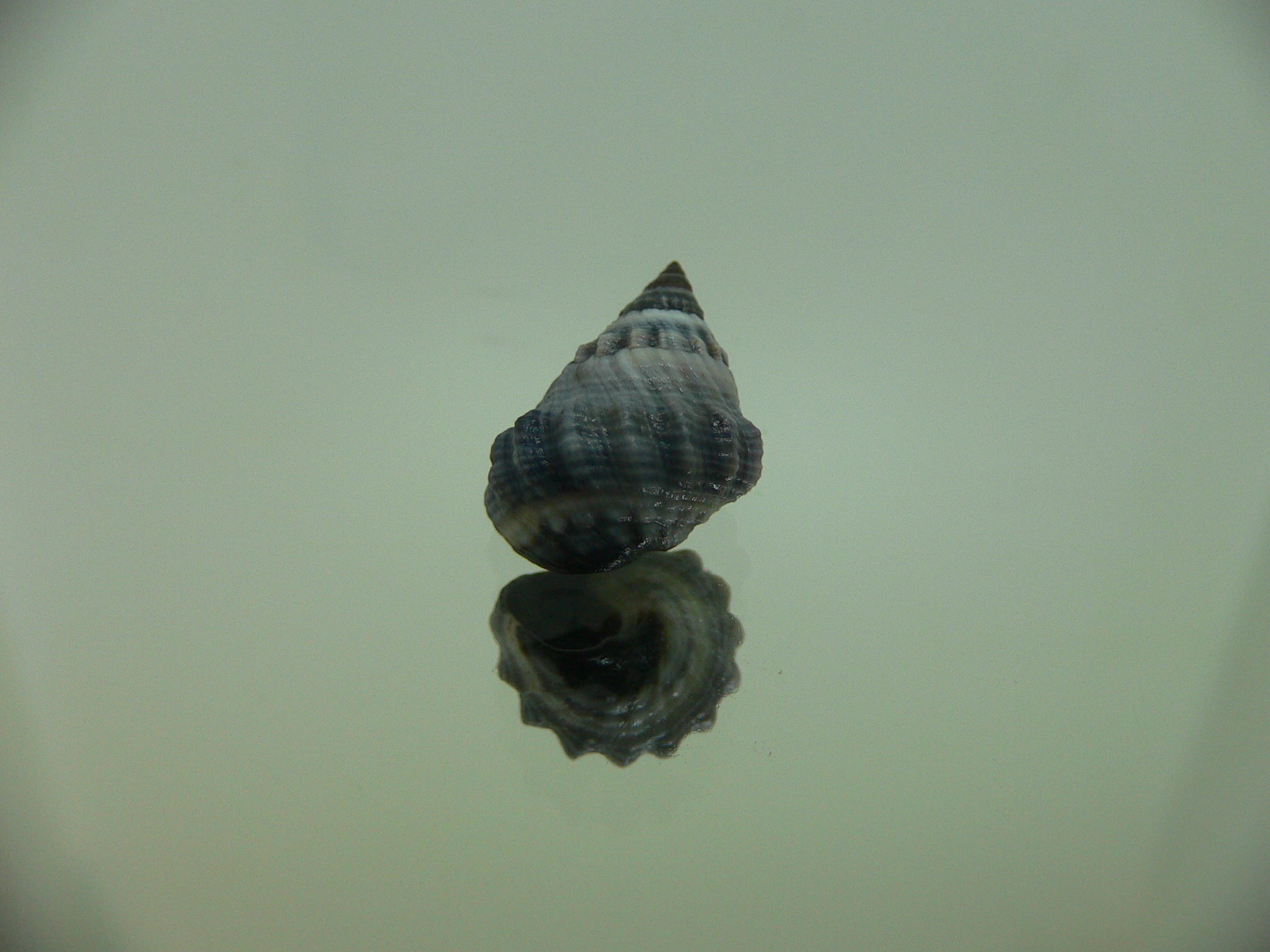 Echinolittorina pascua BIG