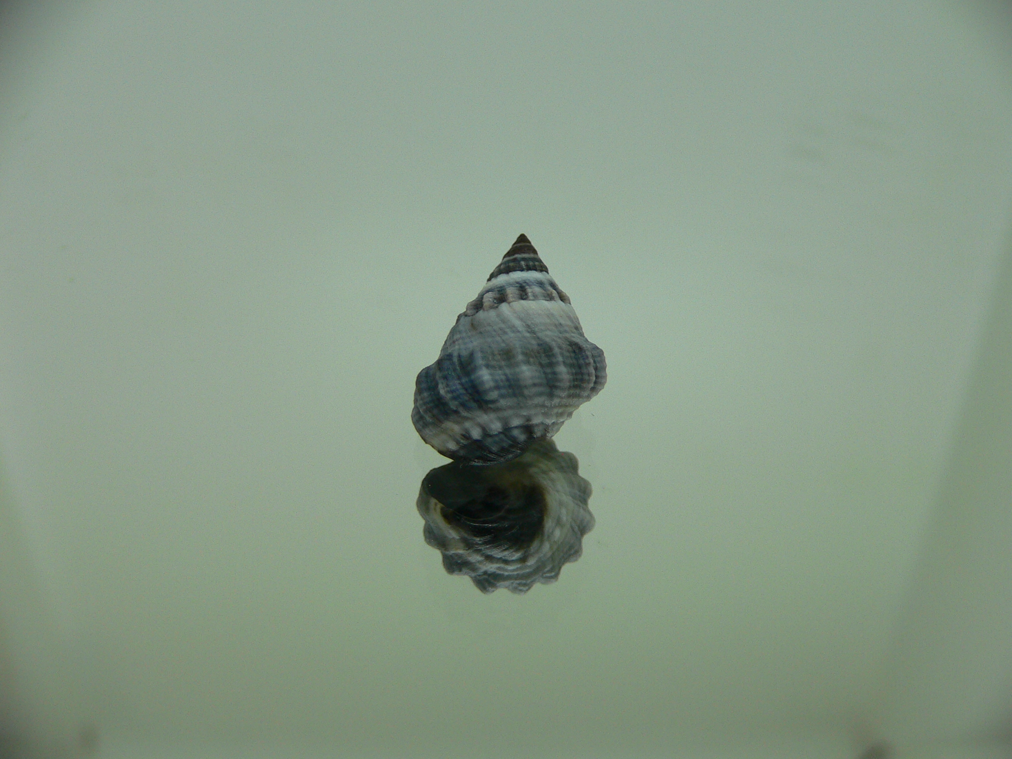 Echinolittorina pascua BIG