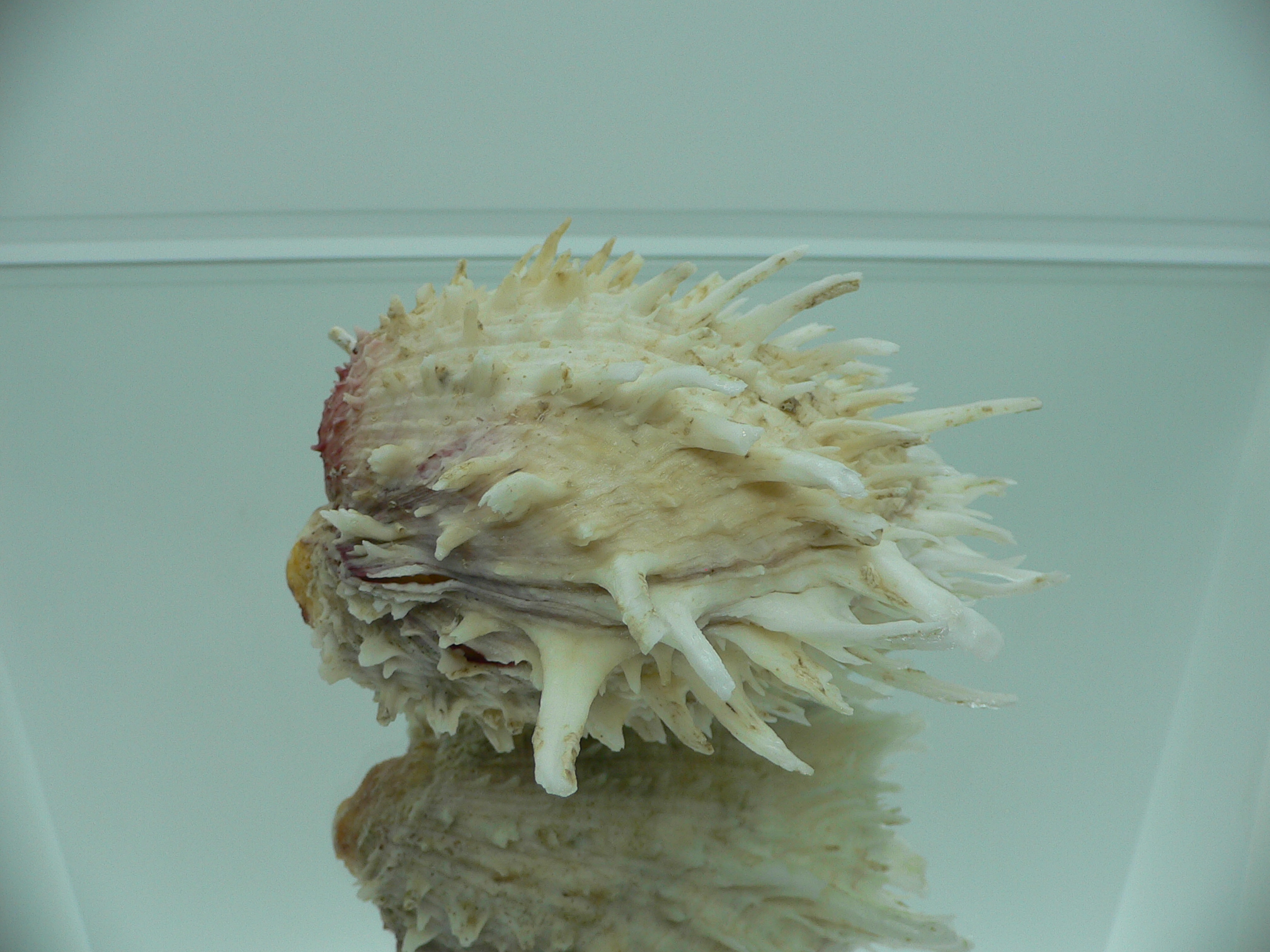 Spondylus americanus