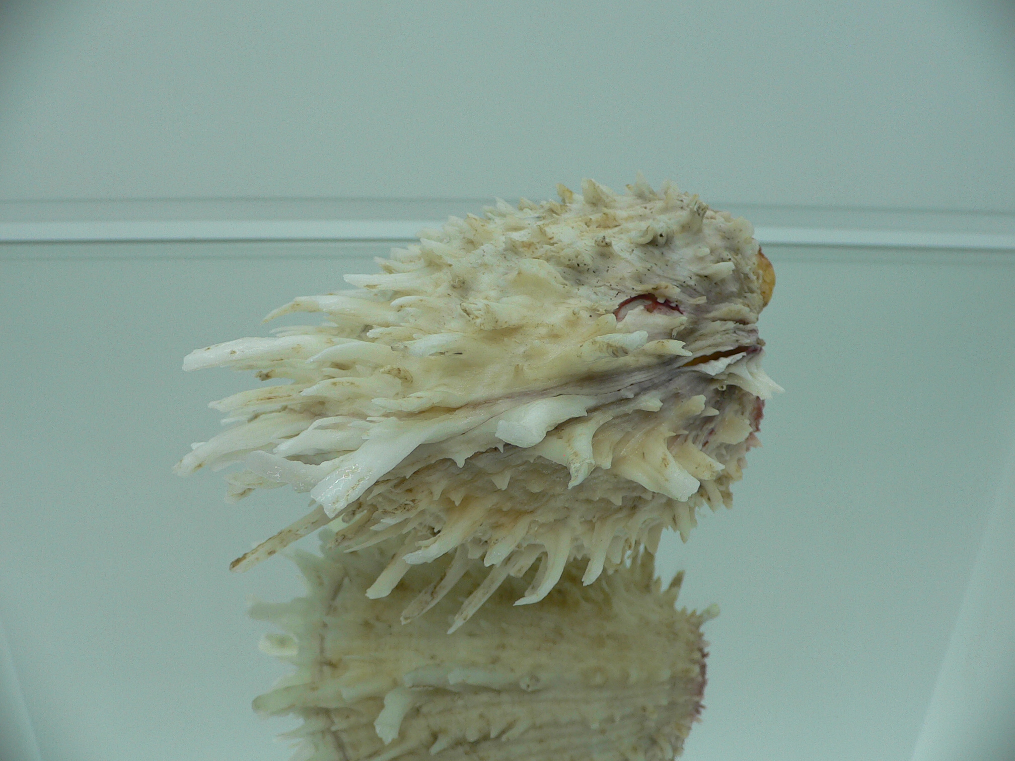 Spondylus americanus