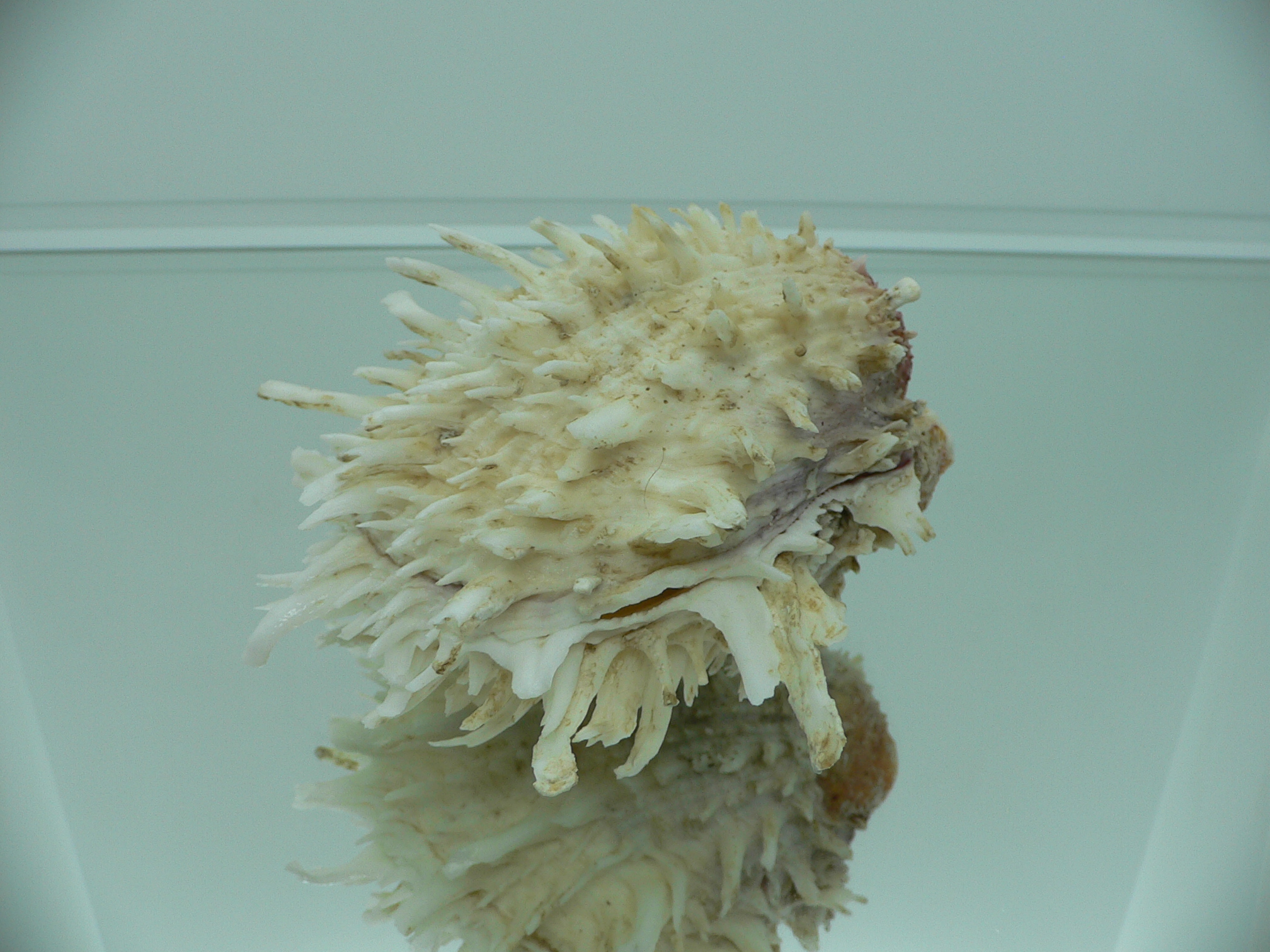 Spondylus americanus