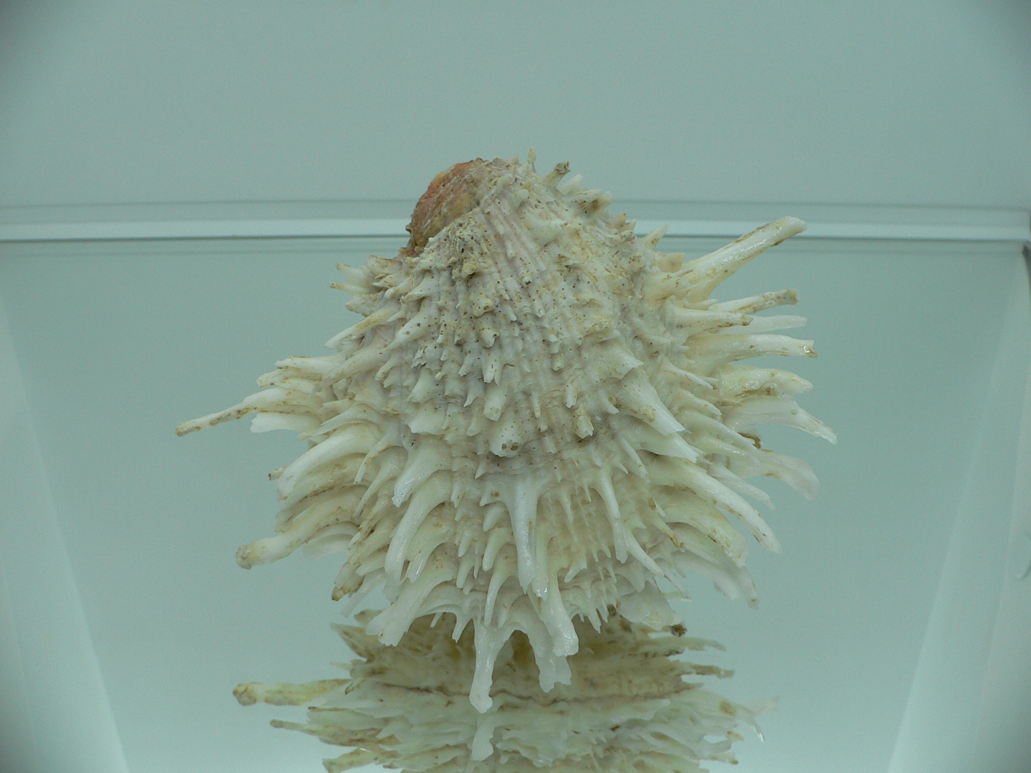 Spondylus americanus