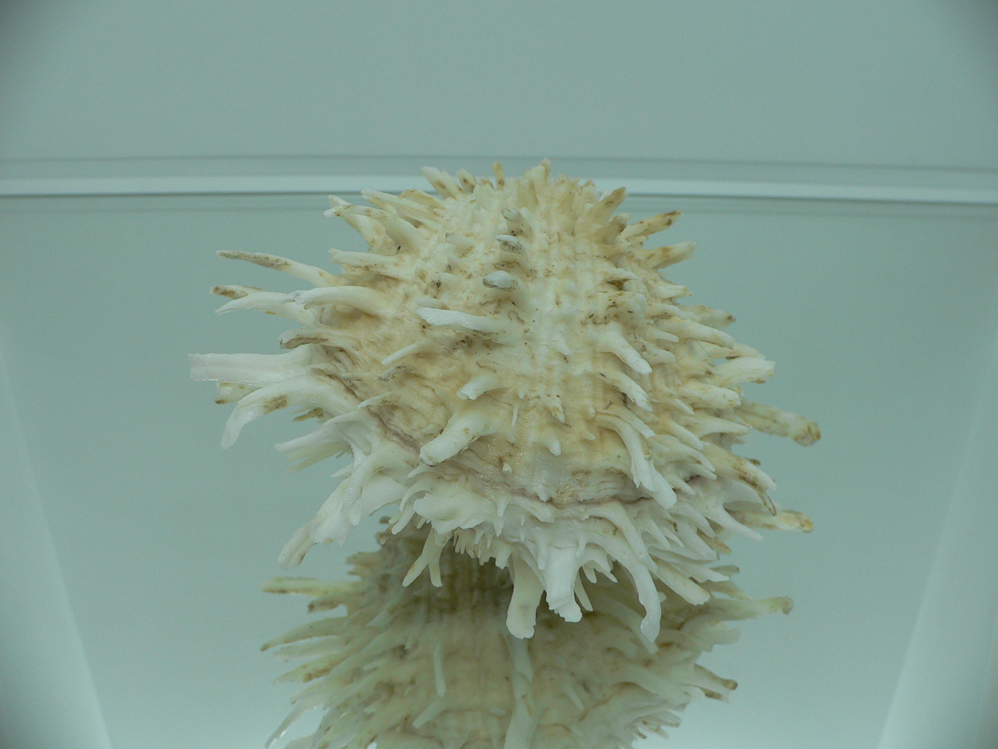 Spondylus americanus