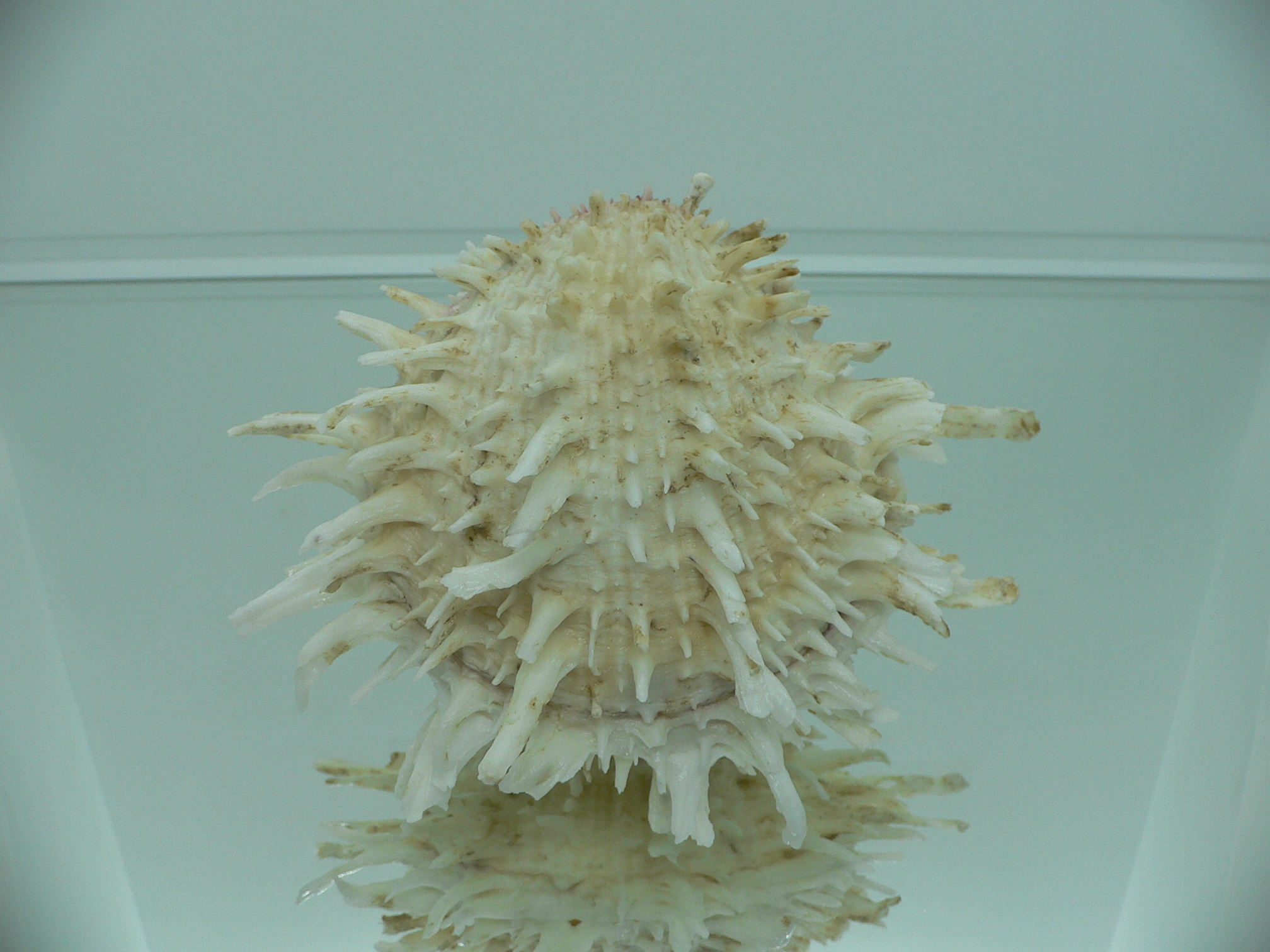 Spondylus americanus