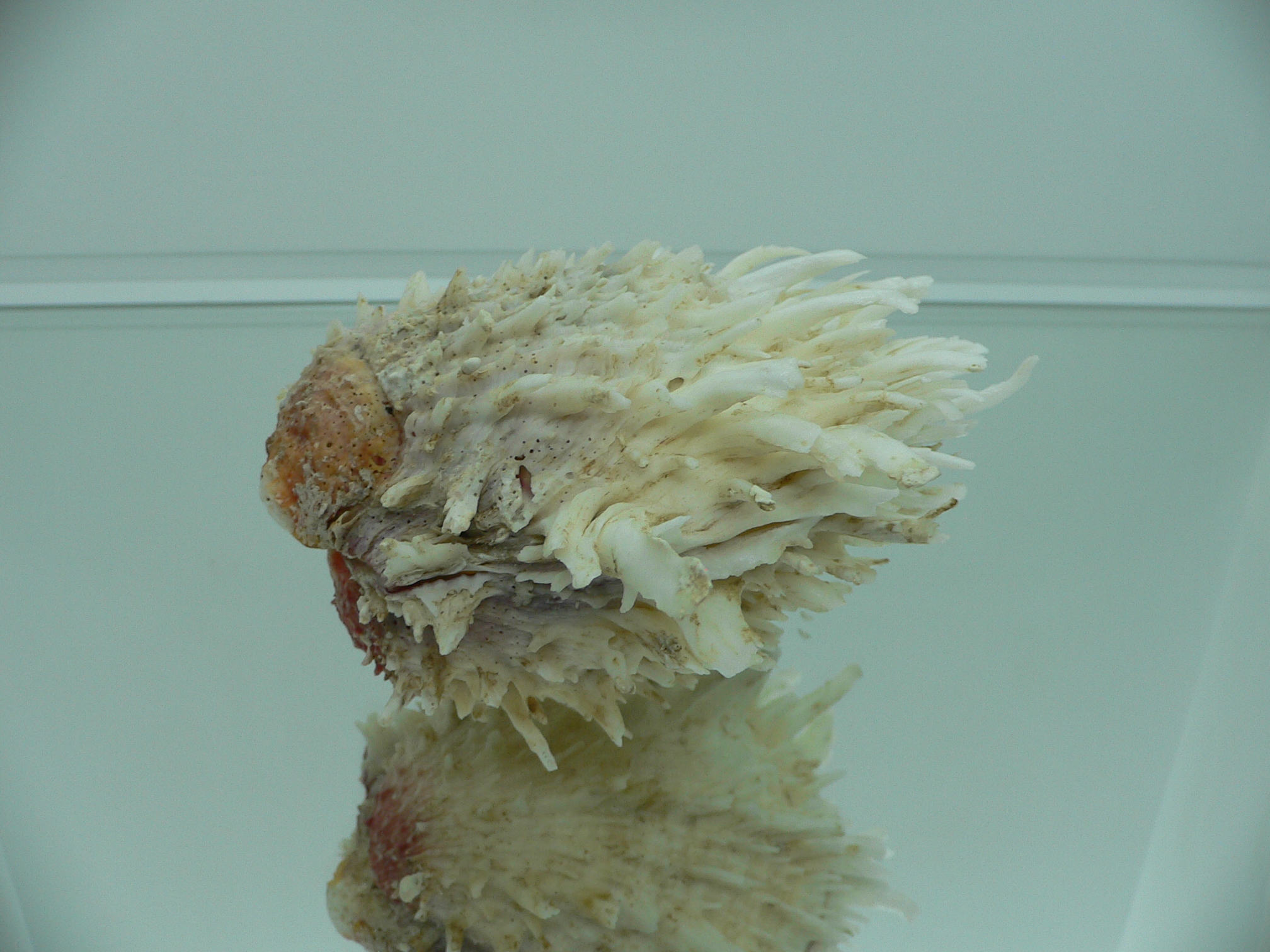 Spondylus americanus