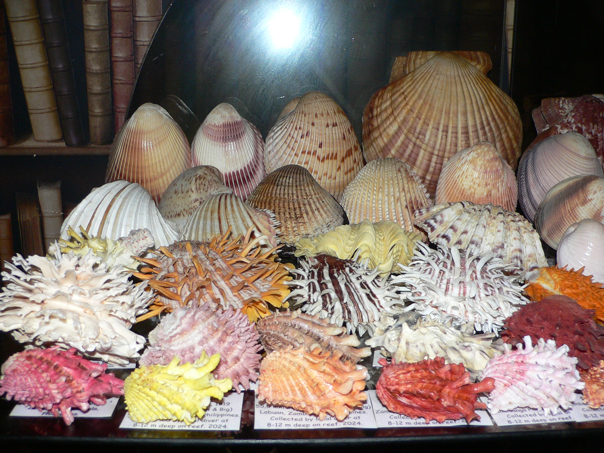 Spondylus americanus