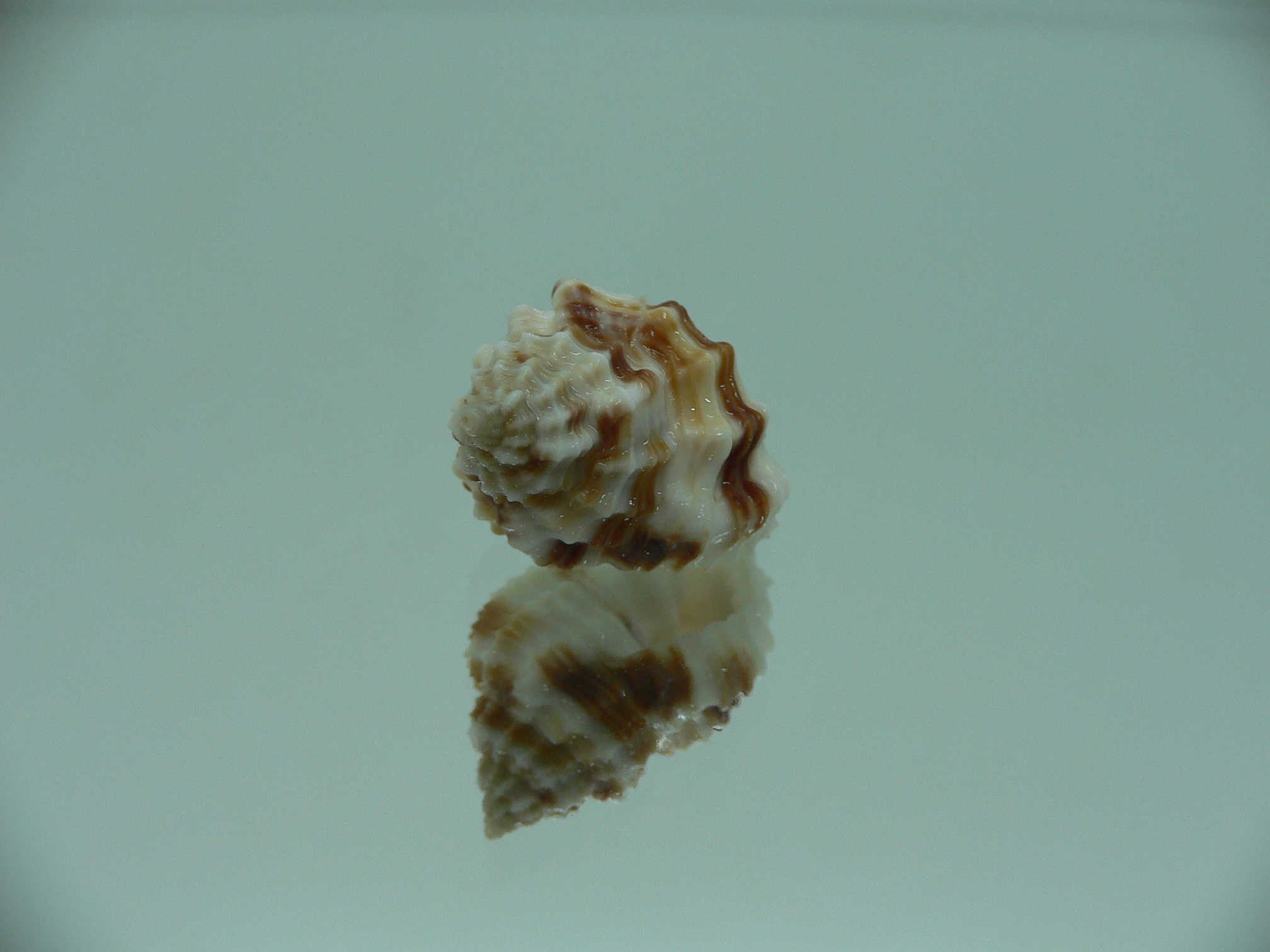 Cancellaria cancellata STRIPES