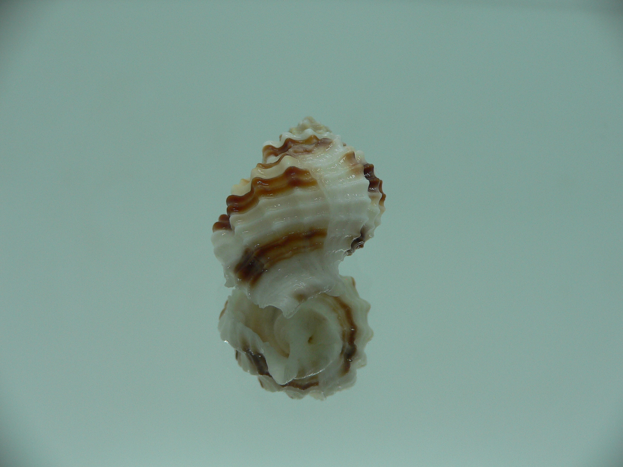 Cancellaria cancellata STRIPES