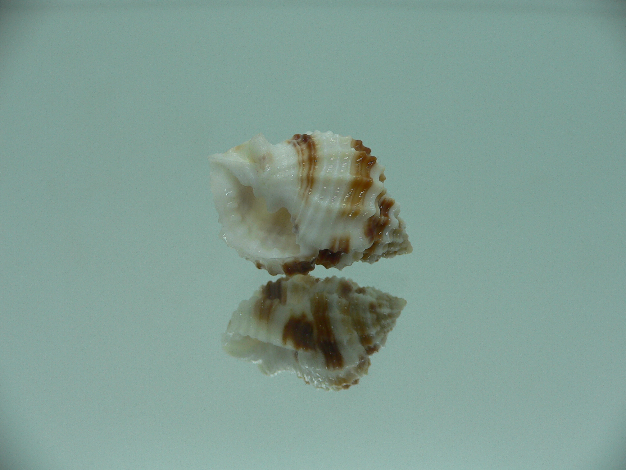 Cancellaria cancellata STRIPES