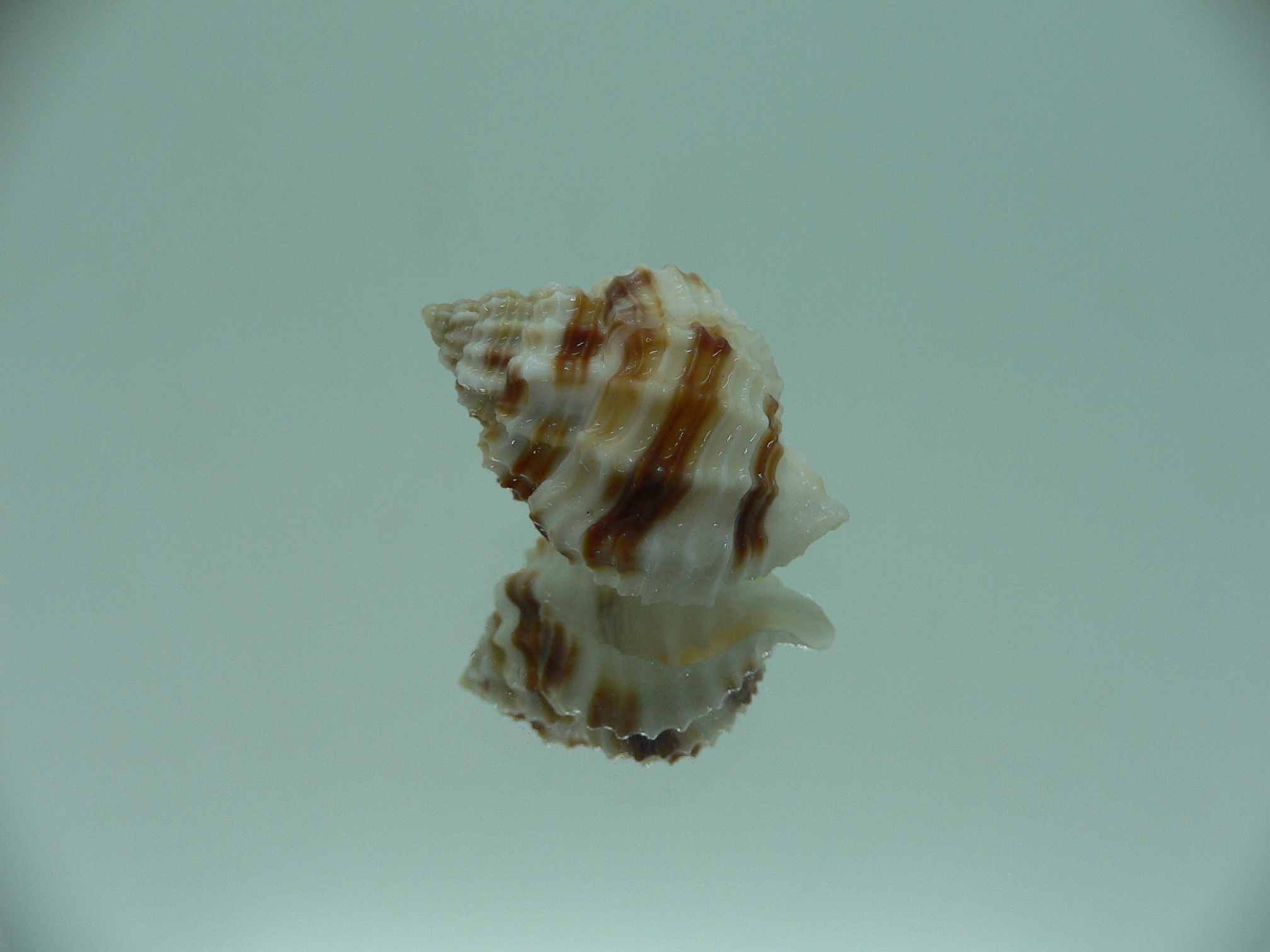 Cancellaria cancellata STRIPES