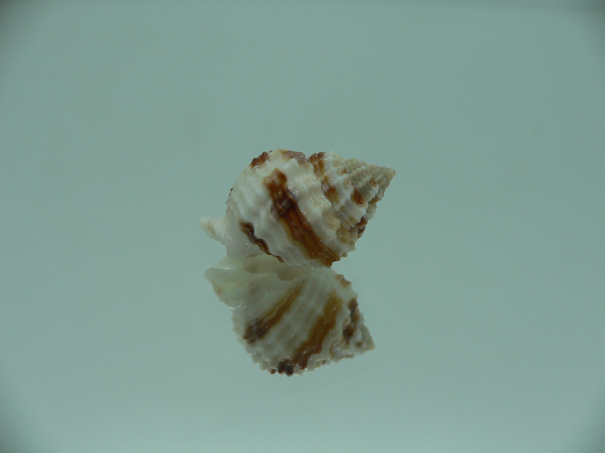 Cancellaria cancellata STRIPES