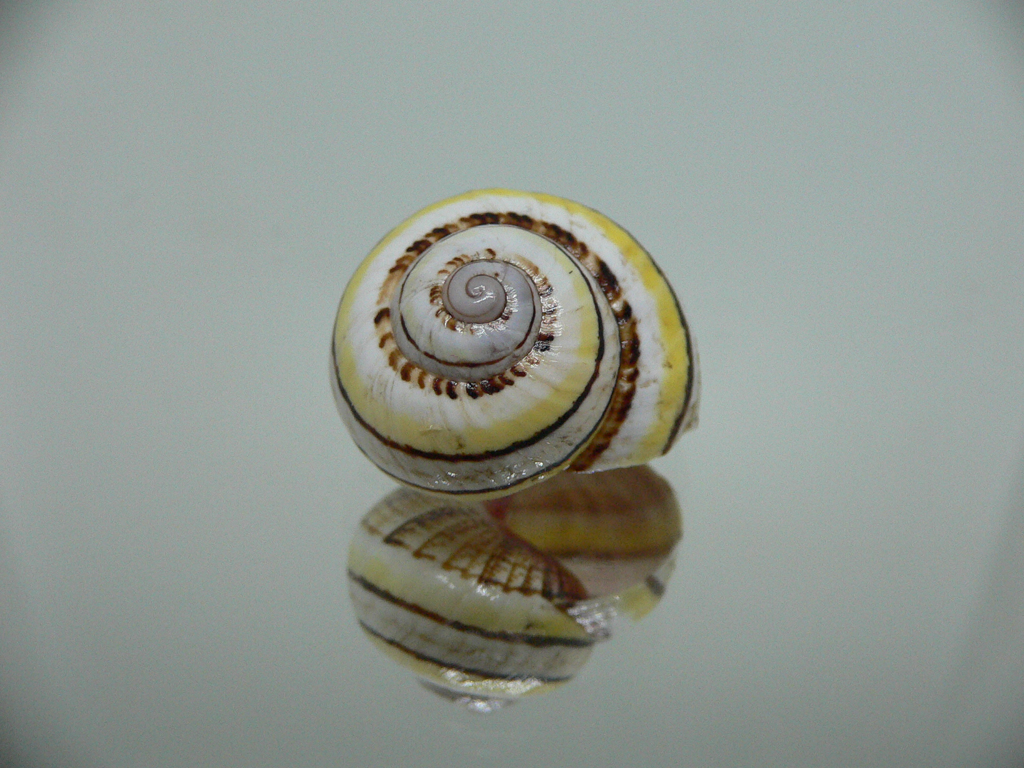 Polymita picta versicolor RARE