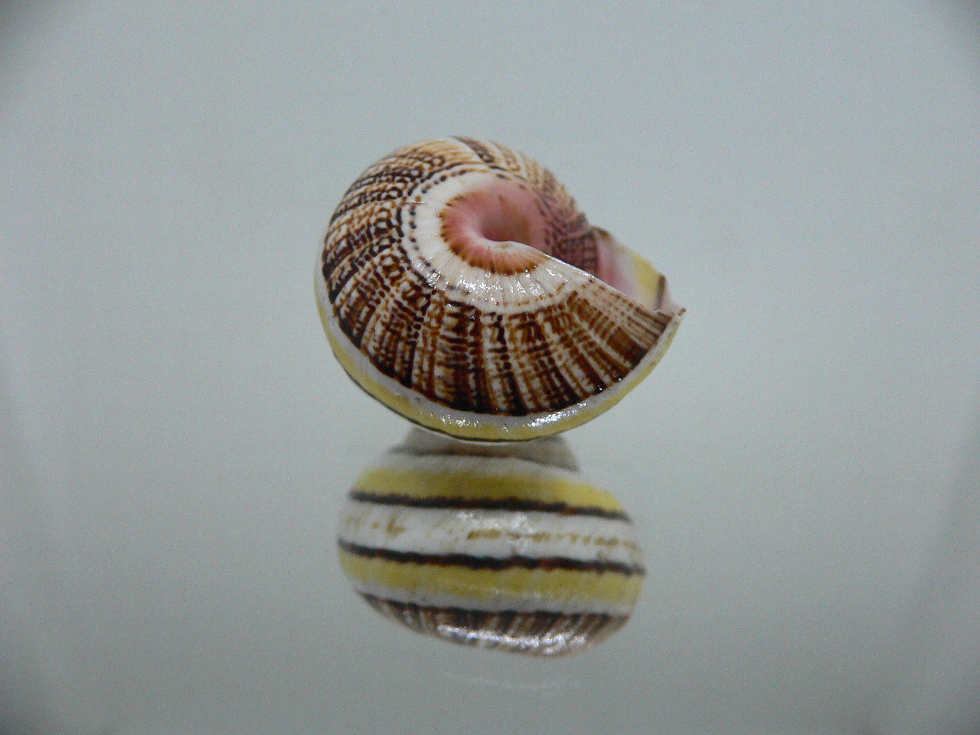 Polymita picta versicolor RARE