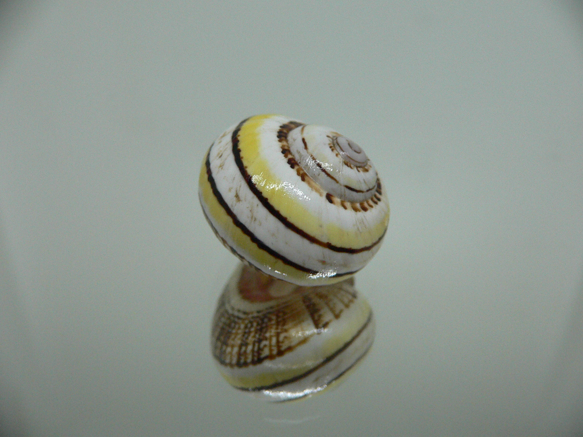 Polymita picta versicolor RARE