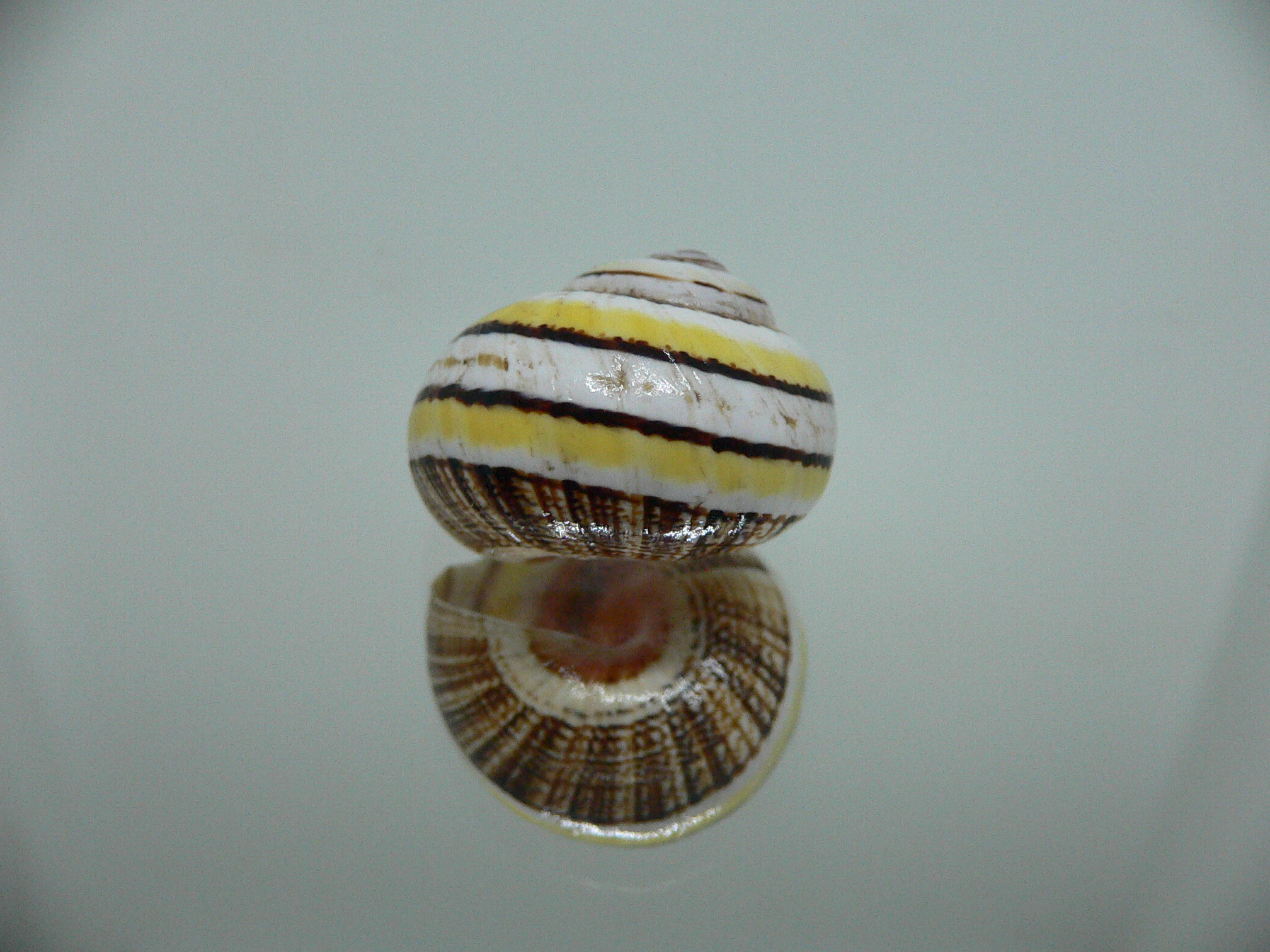 Polymita picta versicolor RARE