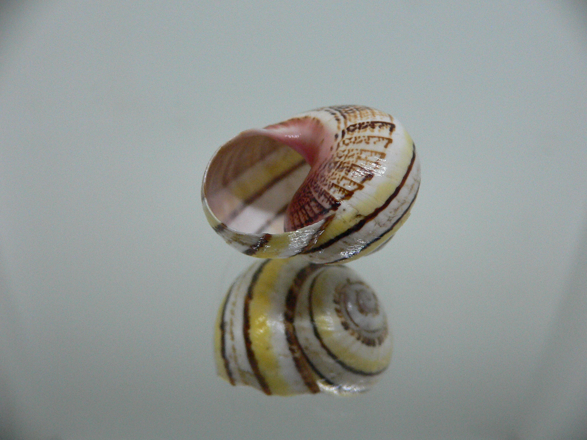 Polymita picta versicolor RARE