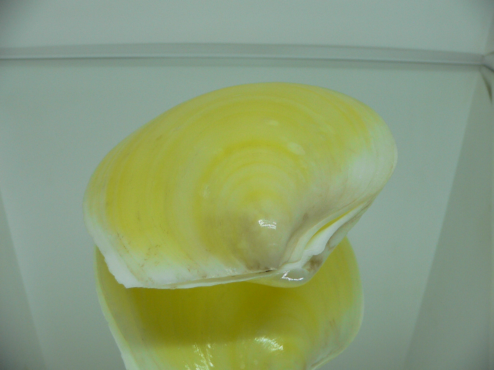 Acesta rathbuni SUPER & YELLOW
